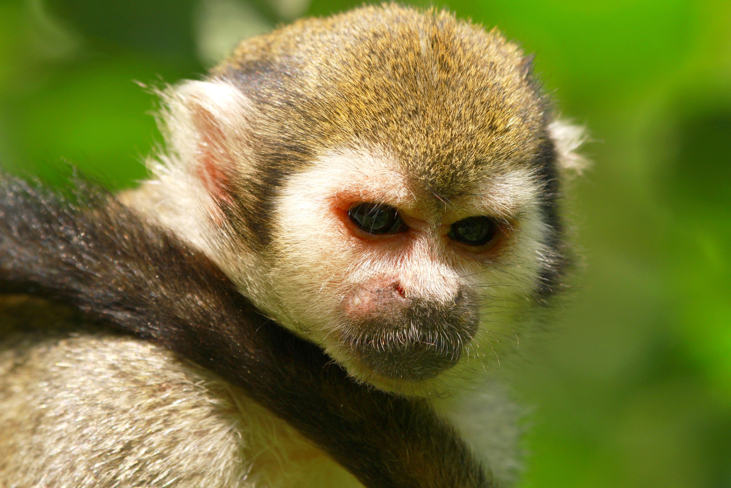 Baixe gratuitamente a imagem Animais, Macacos, Macaco na área de trabalho do seu PC