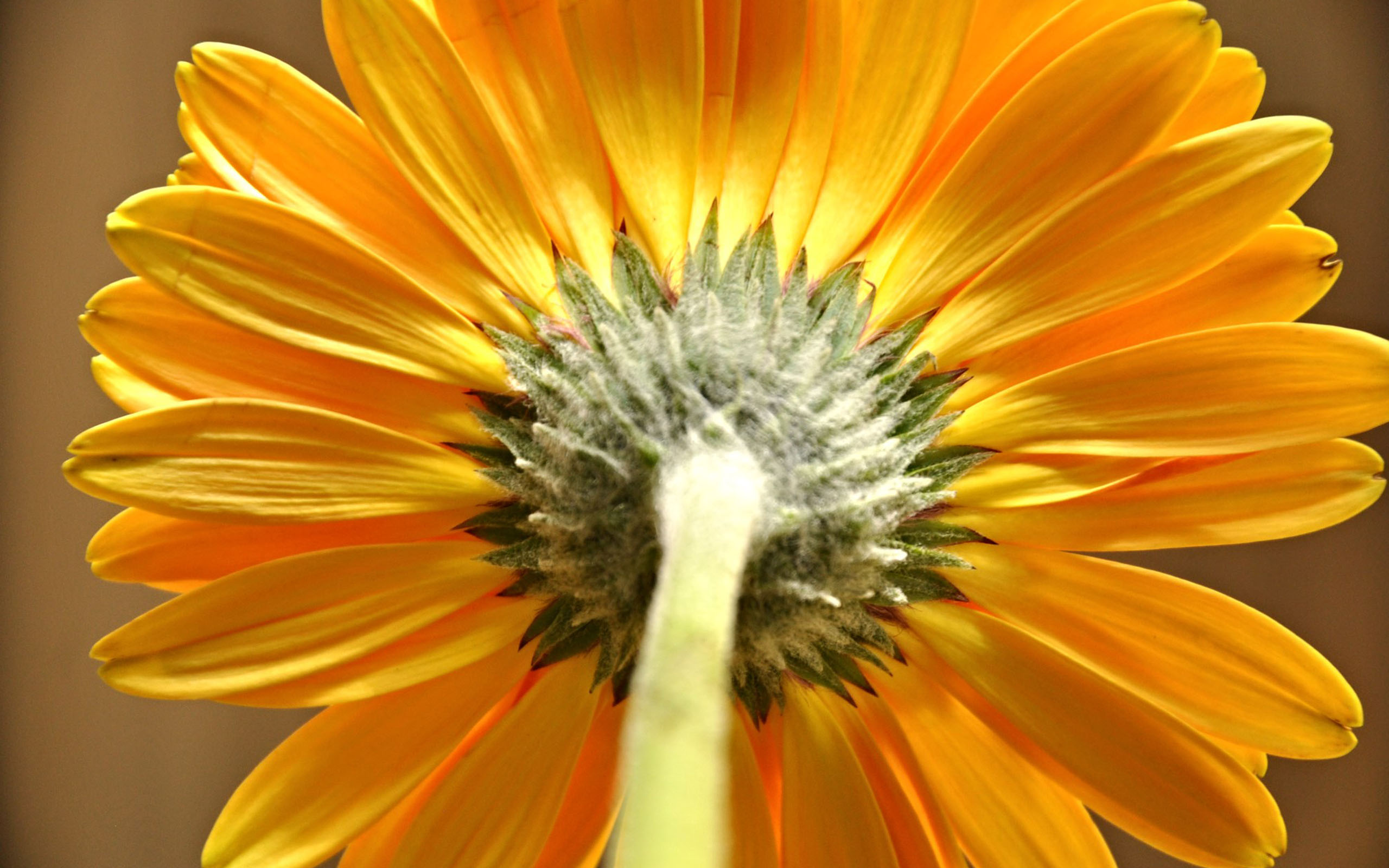 Descarga gratuita de fondo de pantalla para móvil de Flores, Flor, Tierra/naturaleza.