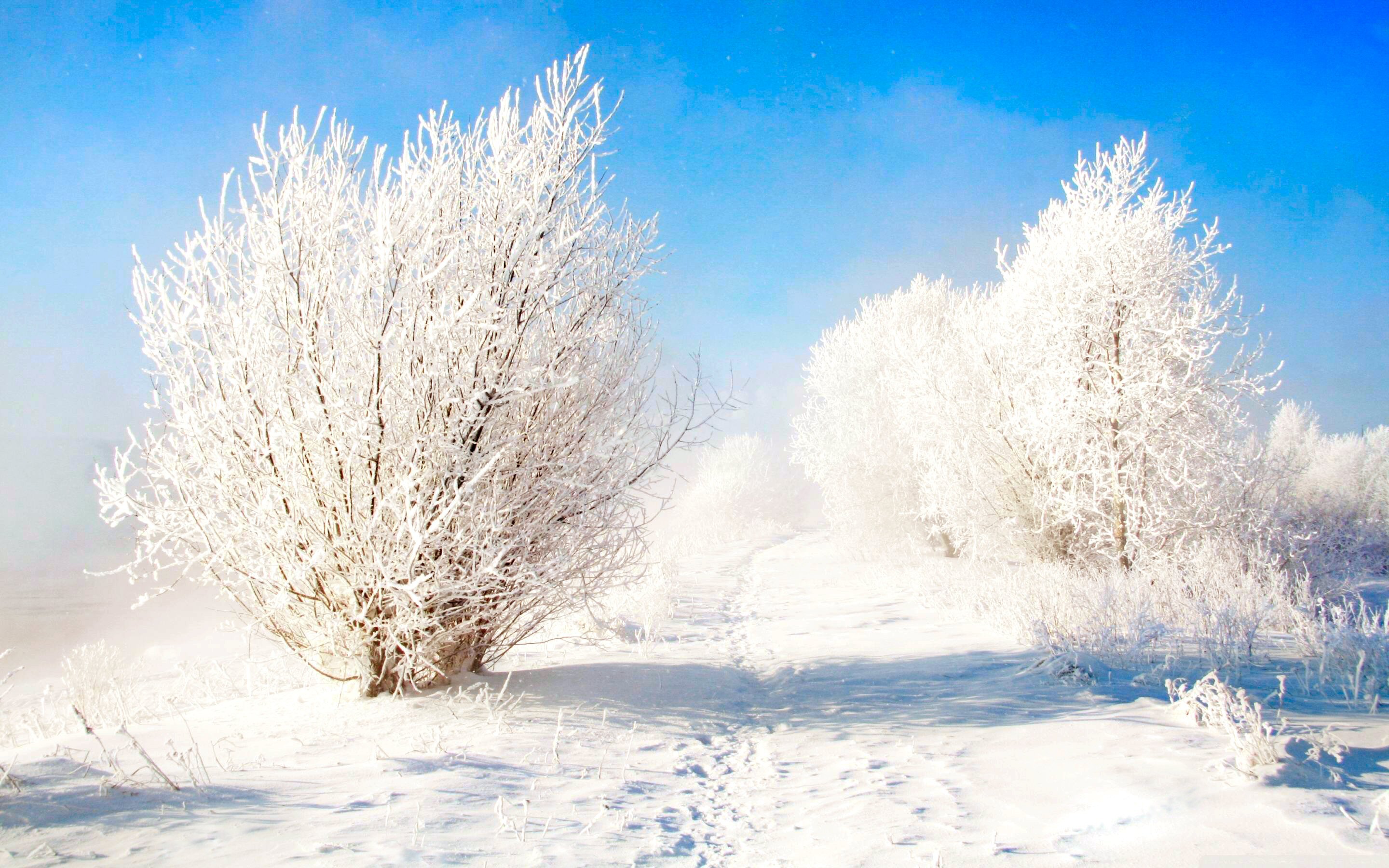 Скачать обои бесплатно Зима, Небо, Снег, Дерево, Синий, Белый, Земля/природа картинка на рабочий стол ПК