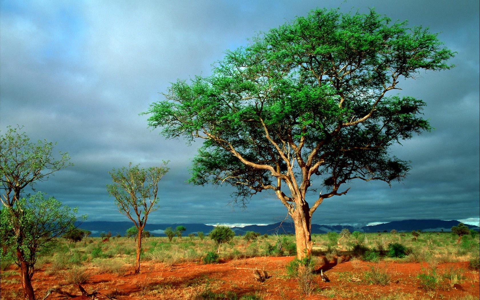 26336 télécharger l'image savanna, paysage, arbres, nuages - fonds d'écran et économiseurs d'écran gratuits
