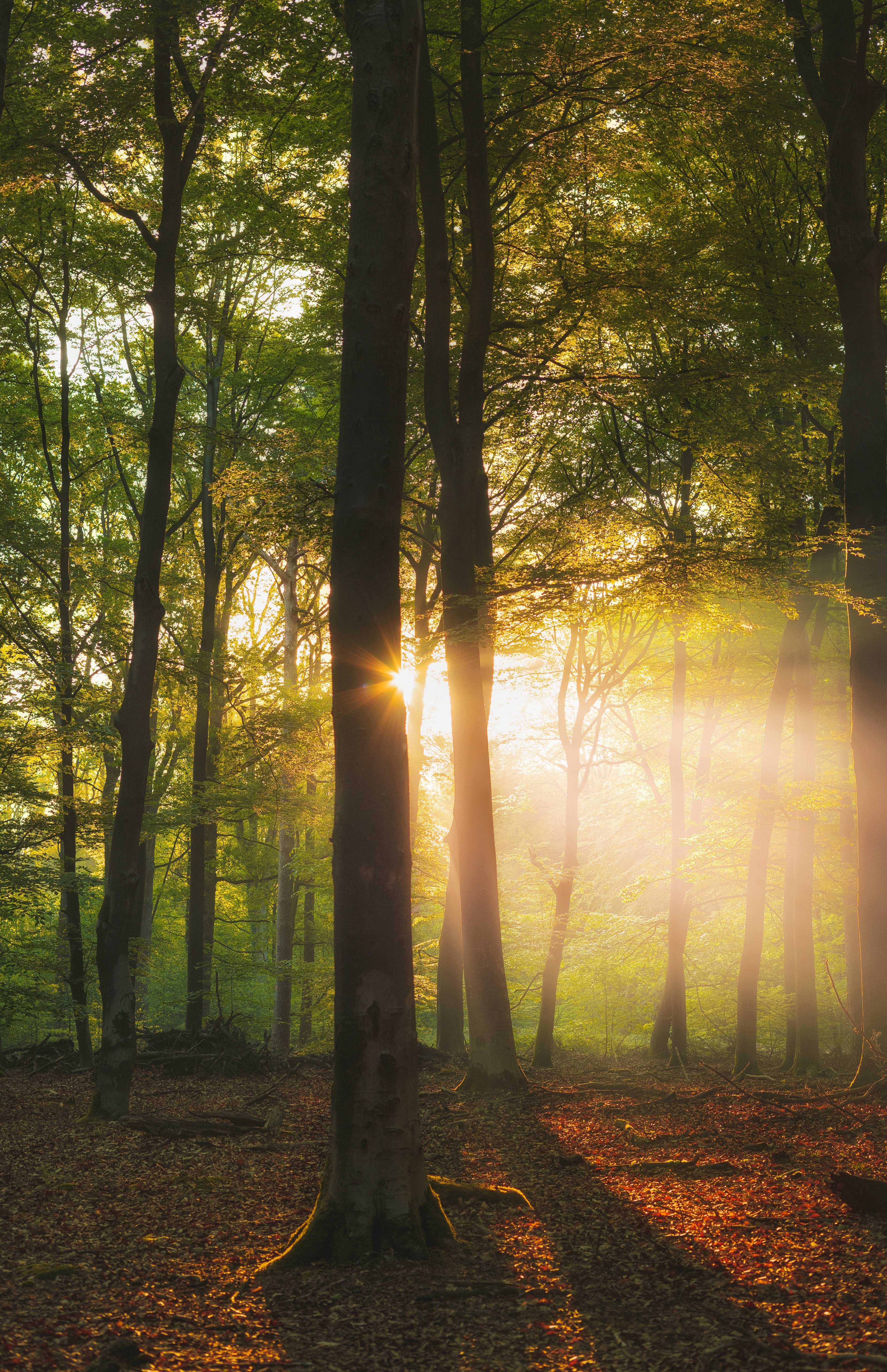 Download mobile wallpaper Beams, Rays, Forest, Branches, Trees, Nature, Sun for free.