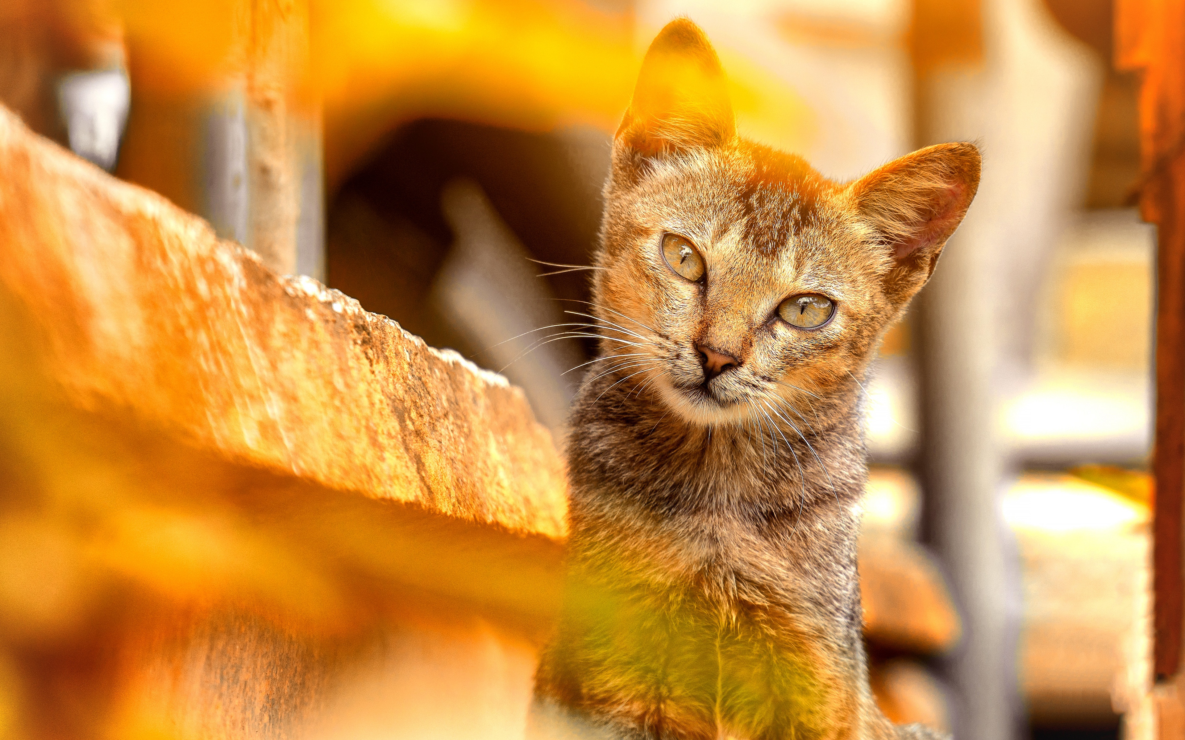 Laden Sie das Katze, Katzen, Tiere-Bild kostenlos auf Ihren PC-Desktop herunter