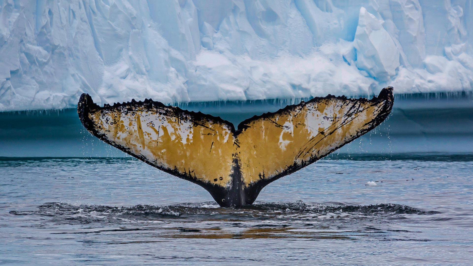 761729 скачать картинку антарктида, кит, море, животные, океан - обои и заставки бесплатно