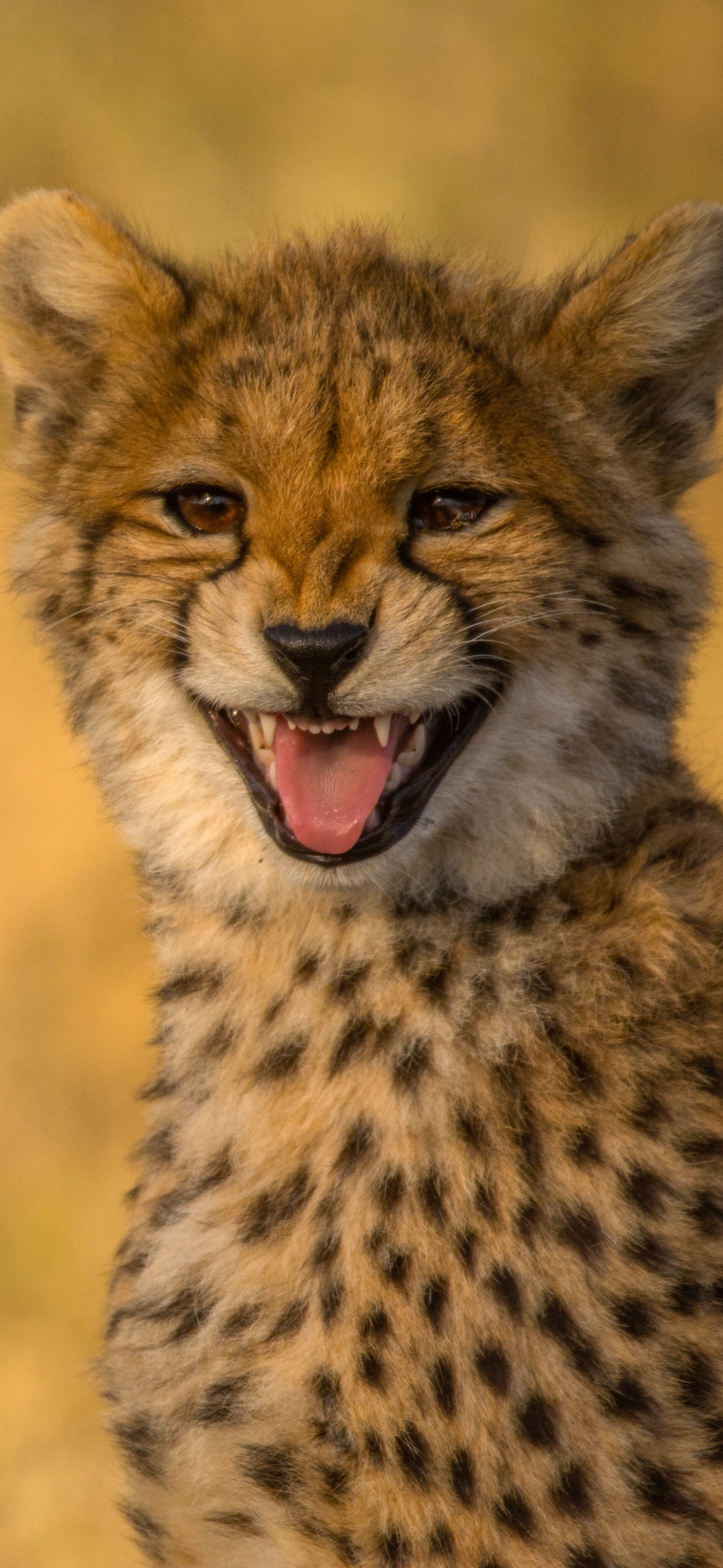 Download mobile wallpaper Cats, Cheetah, Animal for free.