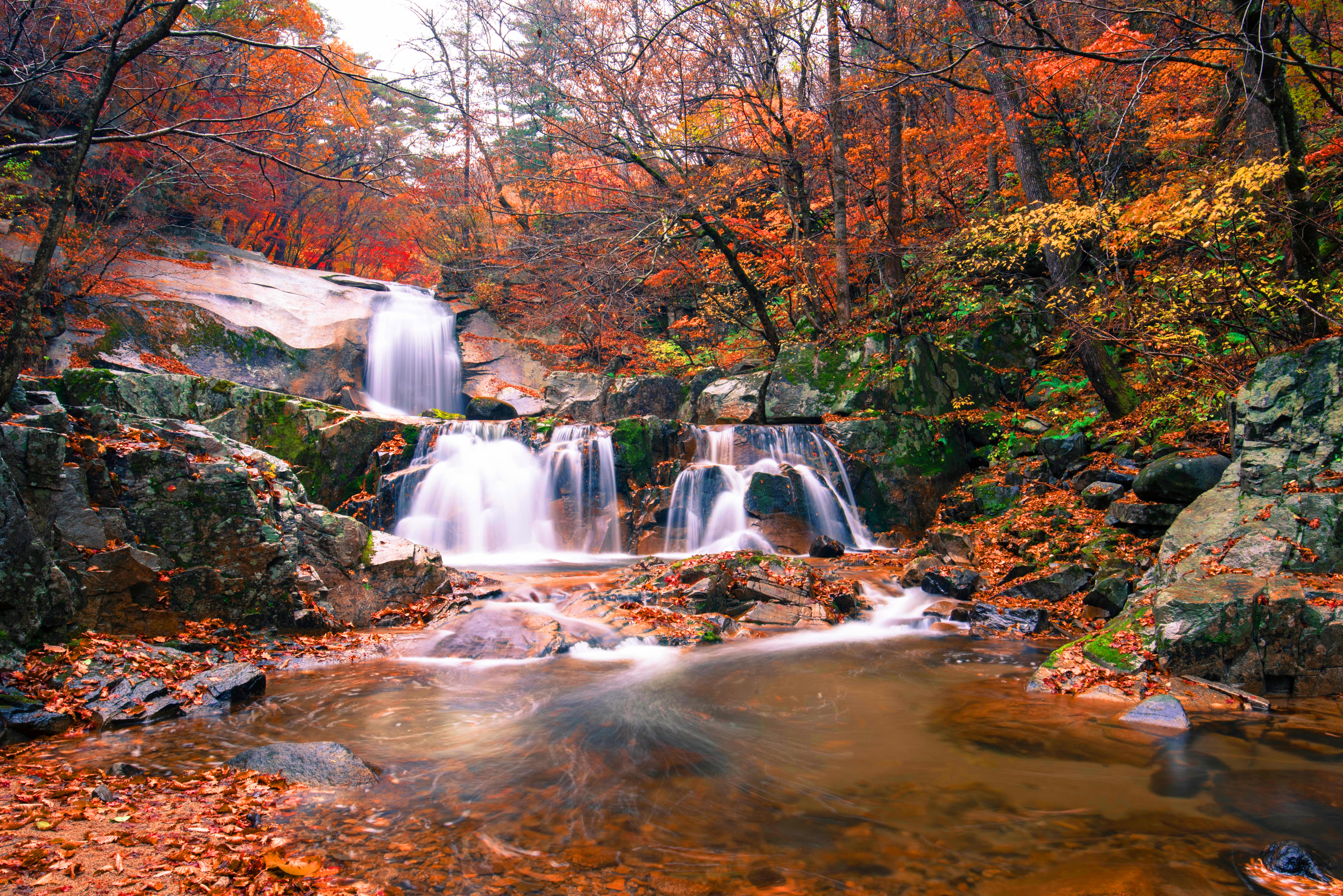 Download mobile wallpaper Nature, Waterfalls, Waterfall, Forest, Fall, Earth for free.