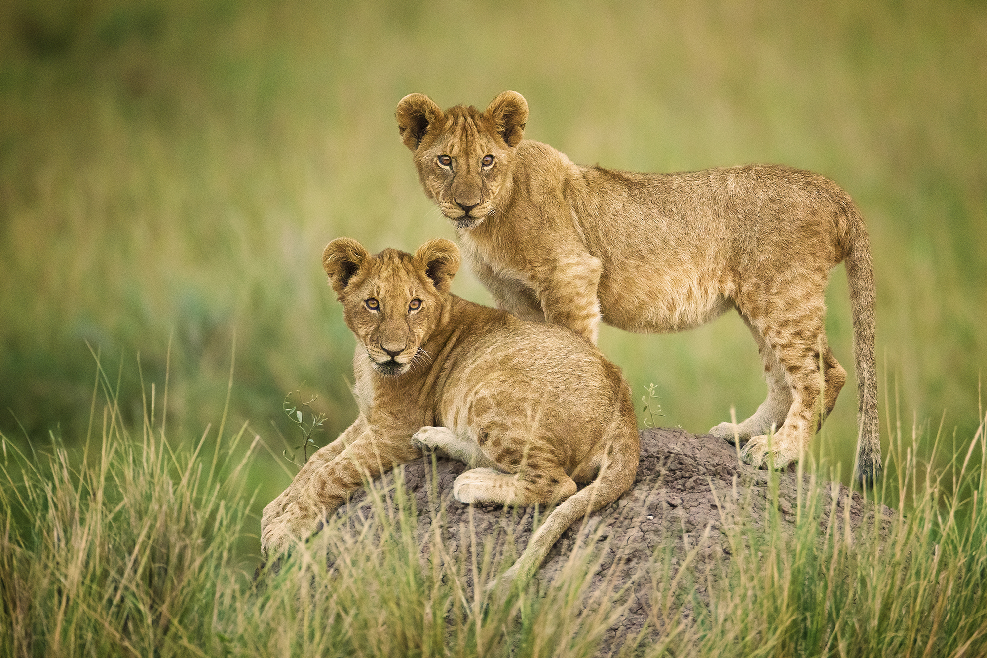 Download mobile wallpaper Cats, Grass, Lion, Animal, Baby Animal, Cub for free.