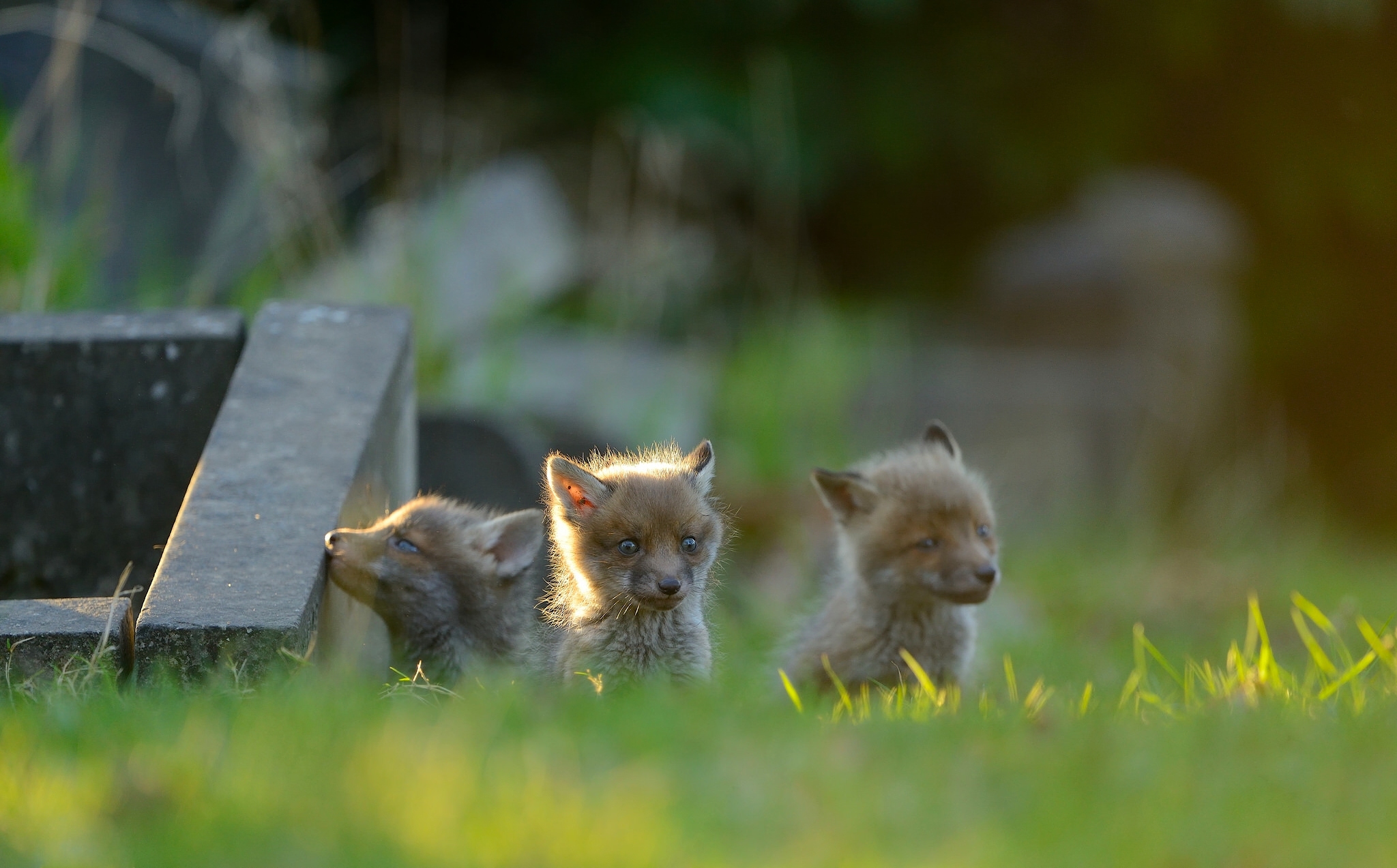 Laden Sie das Tiere, Fuchs, Verwischen, Tierbaby-Bild kostenlos auf Ihren PC-Desktop herunter
