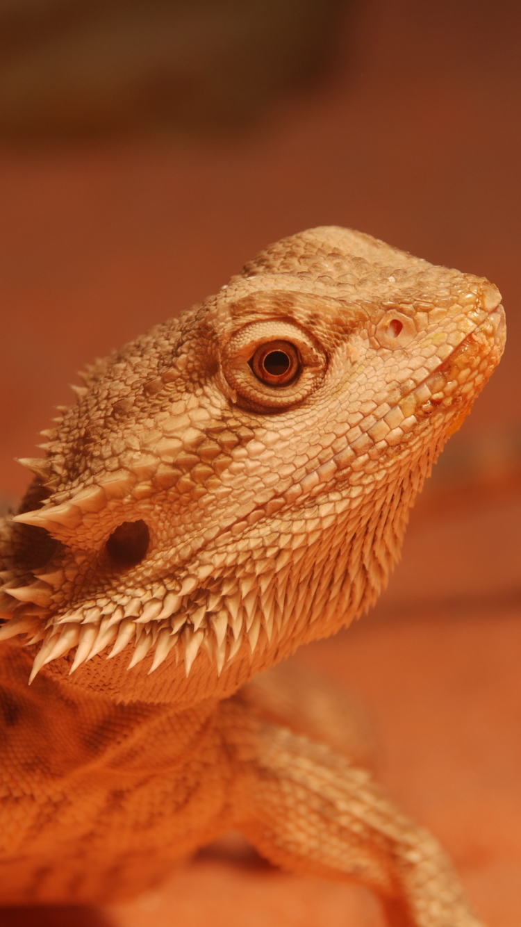 Download mobile wallpaper Animal, Lizard, Reptiles, Bearded Dragon for free.