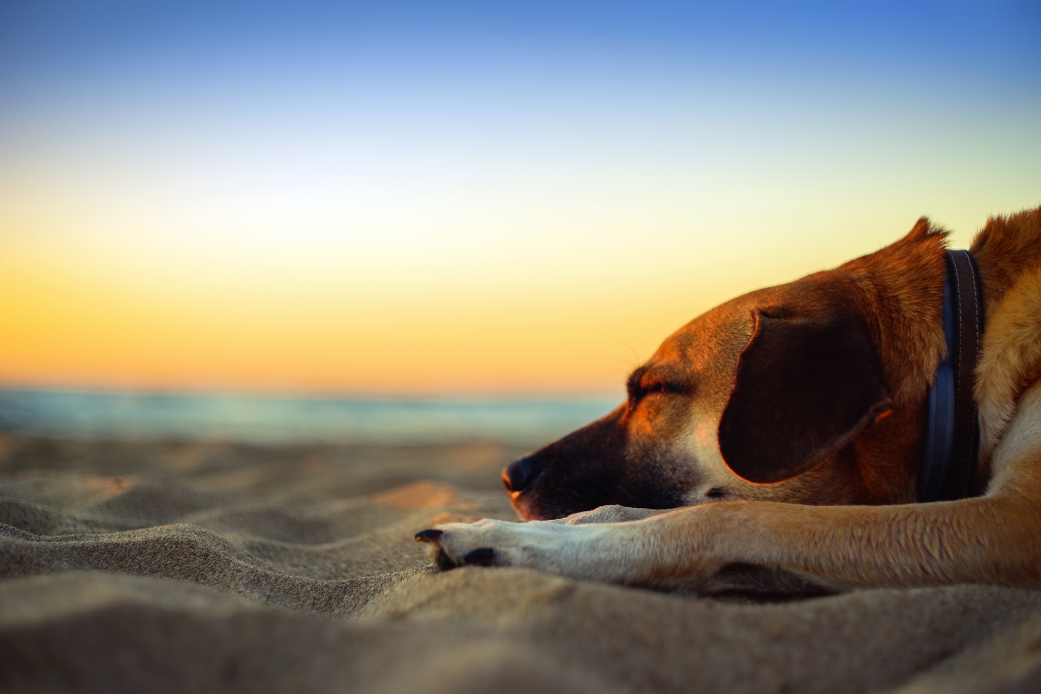 Download mobile wallpaper Dogs, Beach, Sand, Dog, Animal, Sleeping for free.