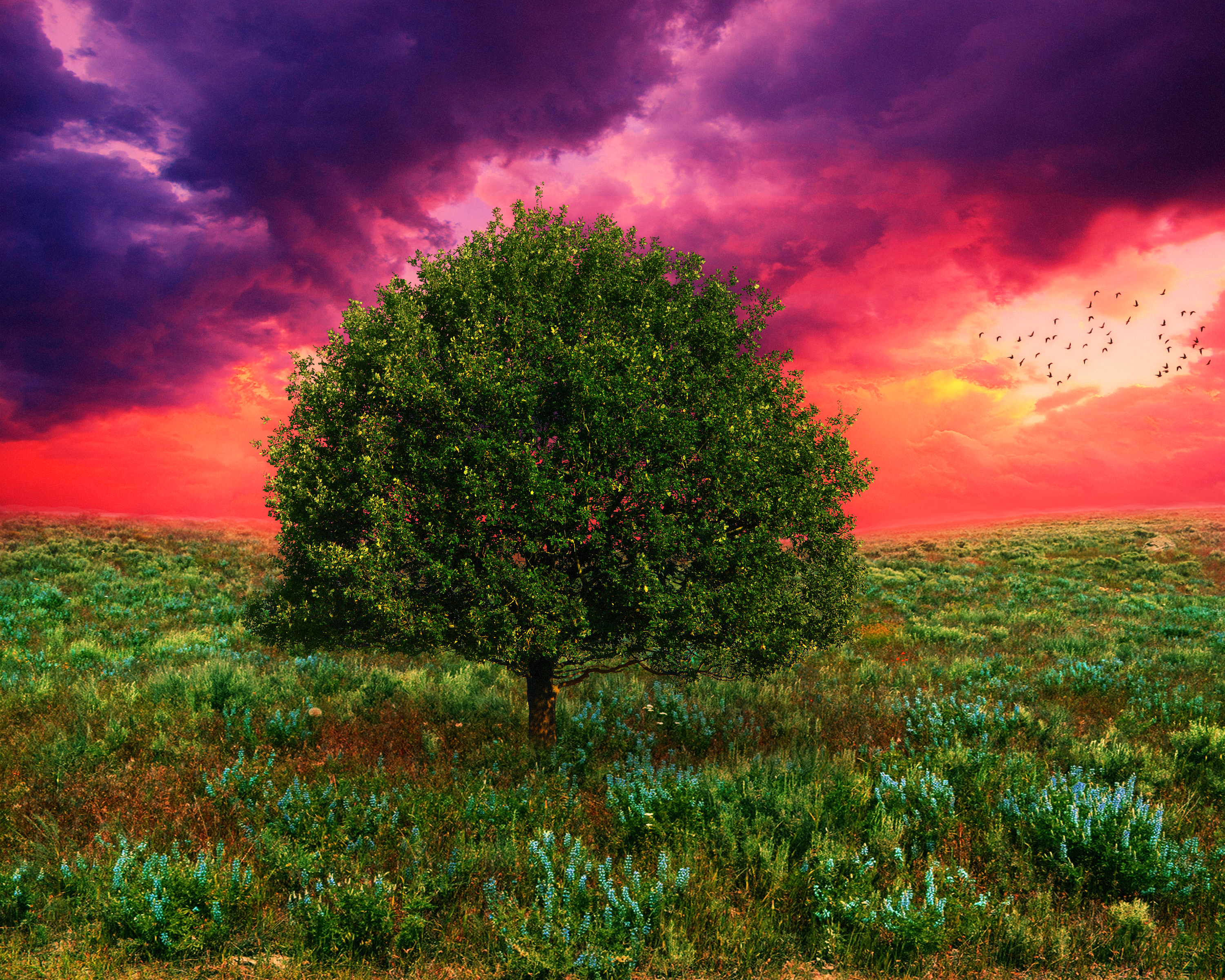 Laden Sie das Rosa, Baum, Feld, Lila, Himmel, Sonnenuntergang, Künstlerisch-Bild kostenlos auf Ihren PC-Desktop herunter