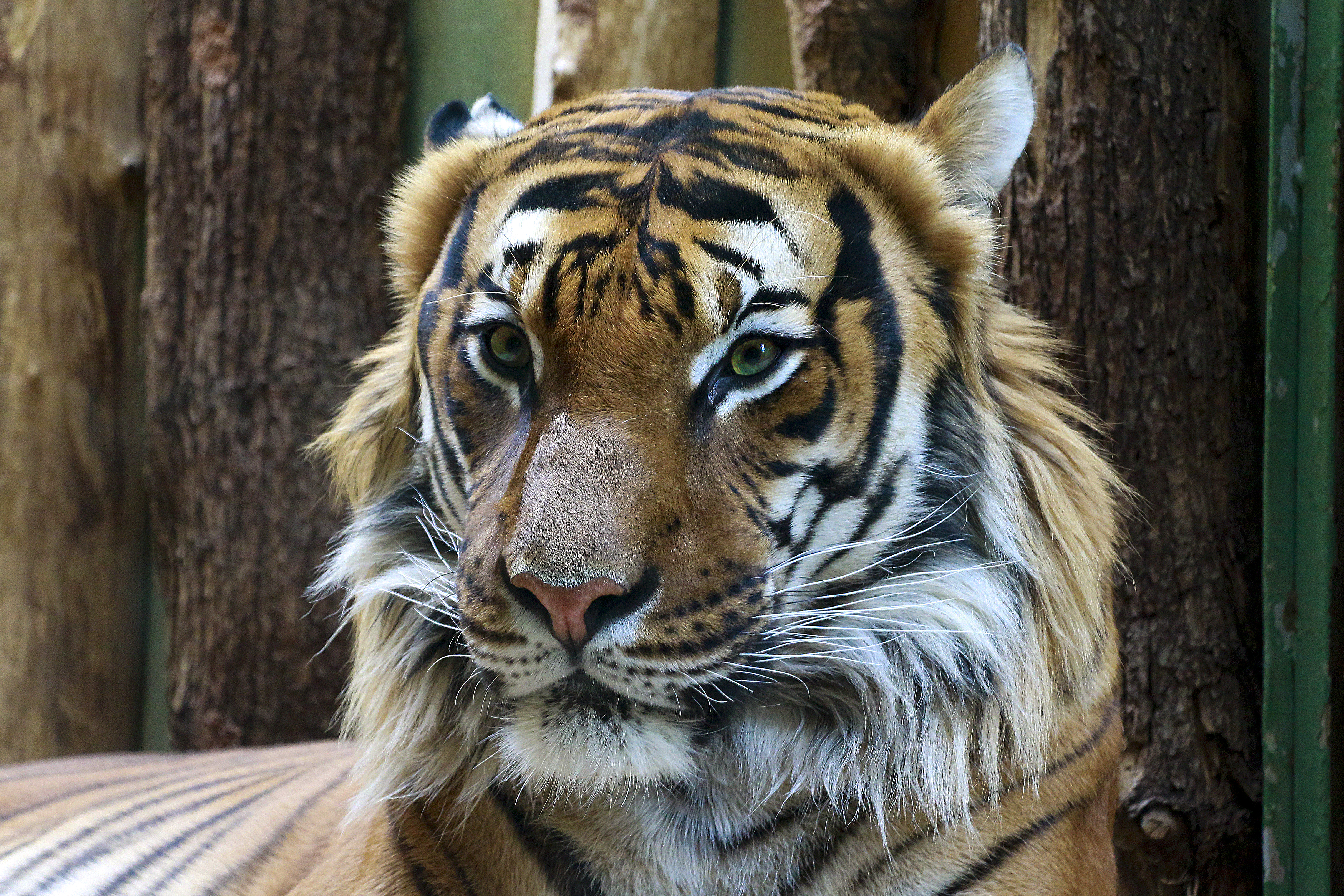 Download mobile wallpaper Tiger, Opinion, Predator, Sight, Animals, Muzzle, Big Cat for free.