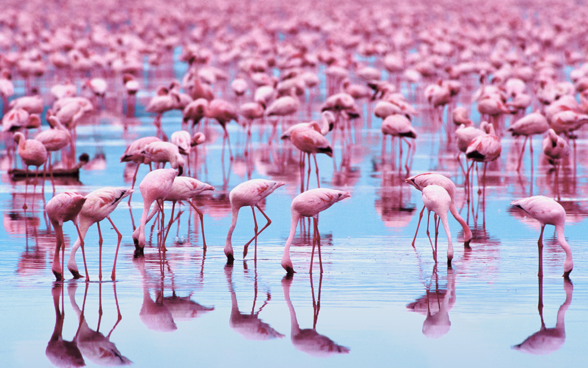 Скачать картинку Фламинго, Птицы, Животные в телефон бесплатно.