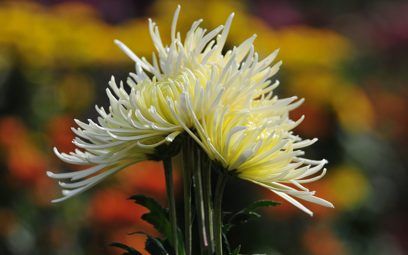 Laden Sie das Blumen, Blume, Erde/natur-Bild kostenlos auf Ihren PC-Desktop herunter