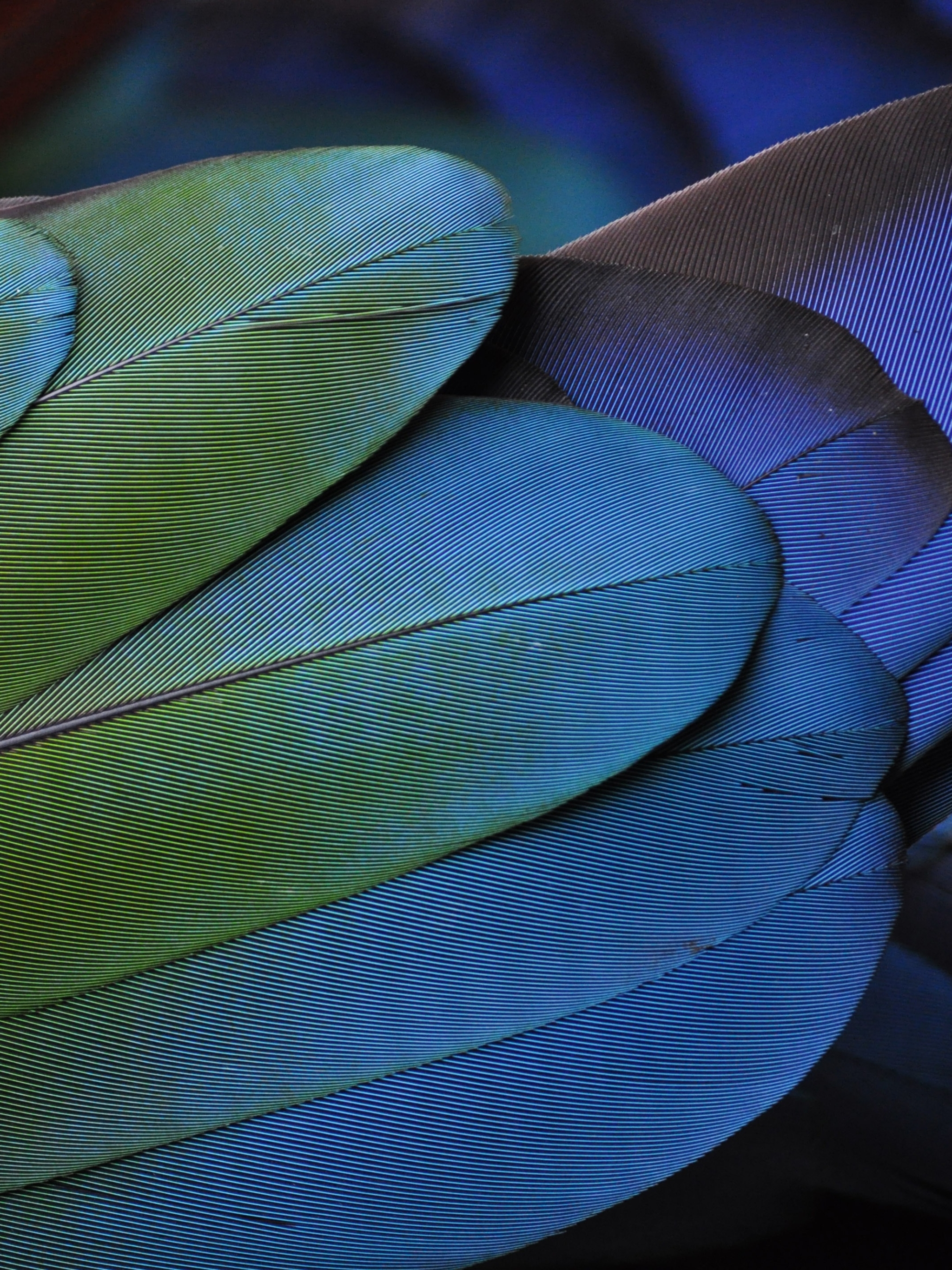 Descarga gratuita de fondo de pantalla para móvil de Pluma, Fotografía.