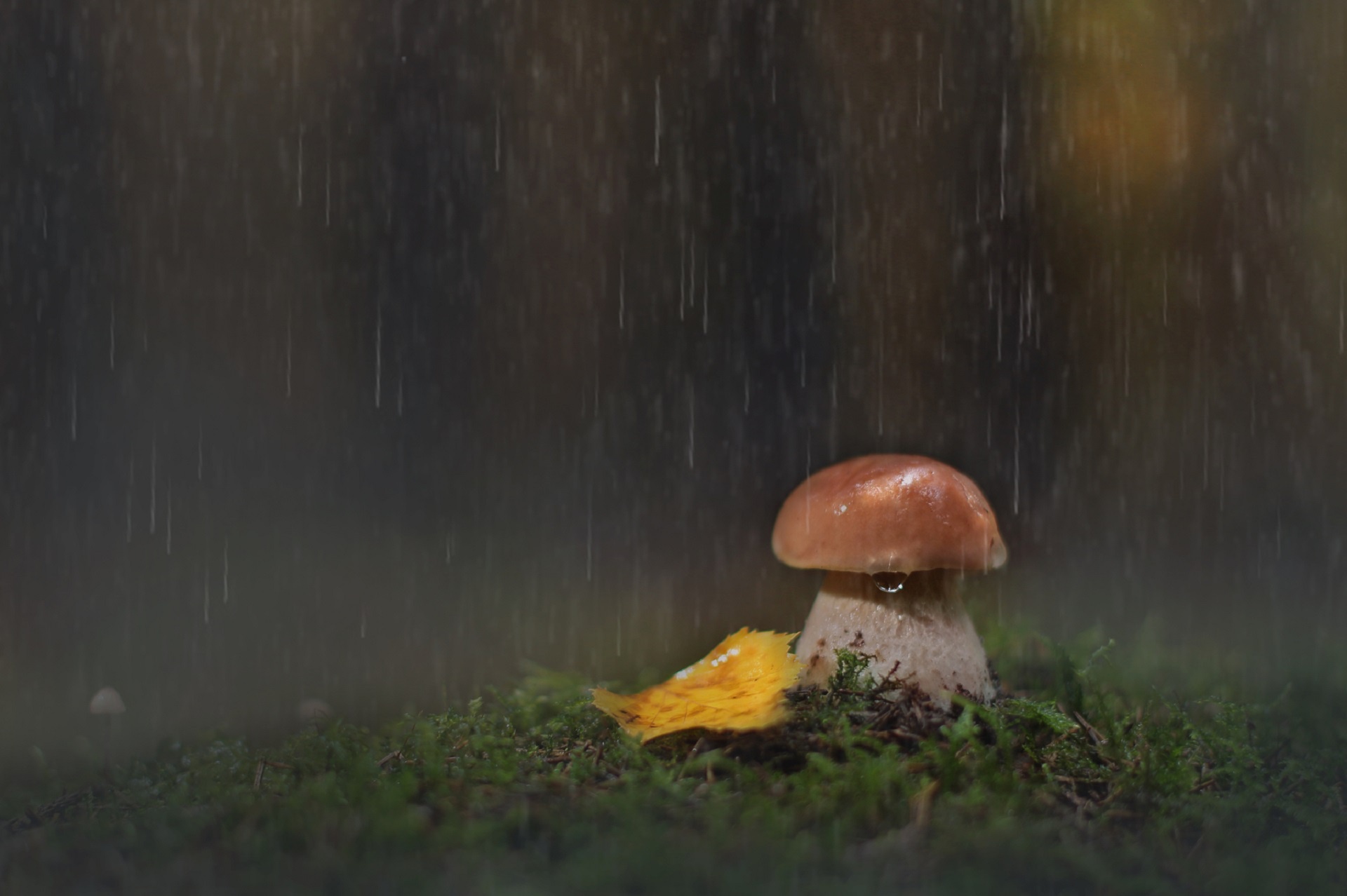 Free download wallpaper Nature, Rain, Close Up, Fall, Earth, Mushroom on your PC desktop