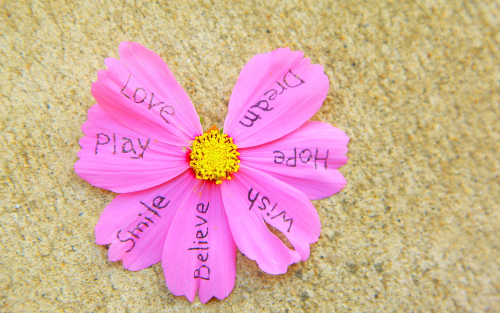 flower, words, petals, lettering, inscriptions