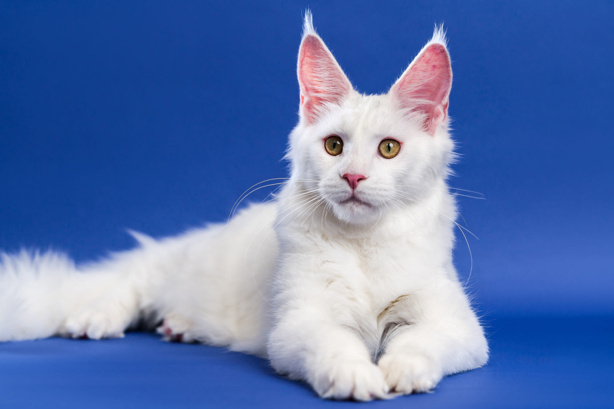 Laden Sie das Tiere, Katzen, Katze, Amerikanische Waldkatze-Bild kostenlos auf Ihren PC-Desktop herunter