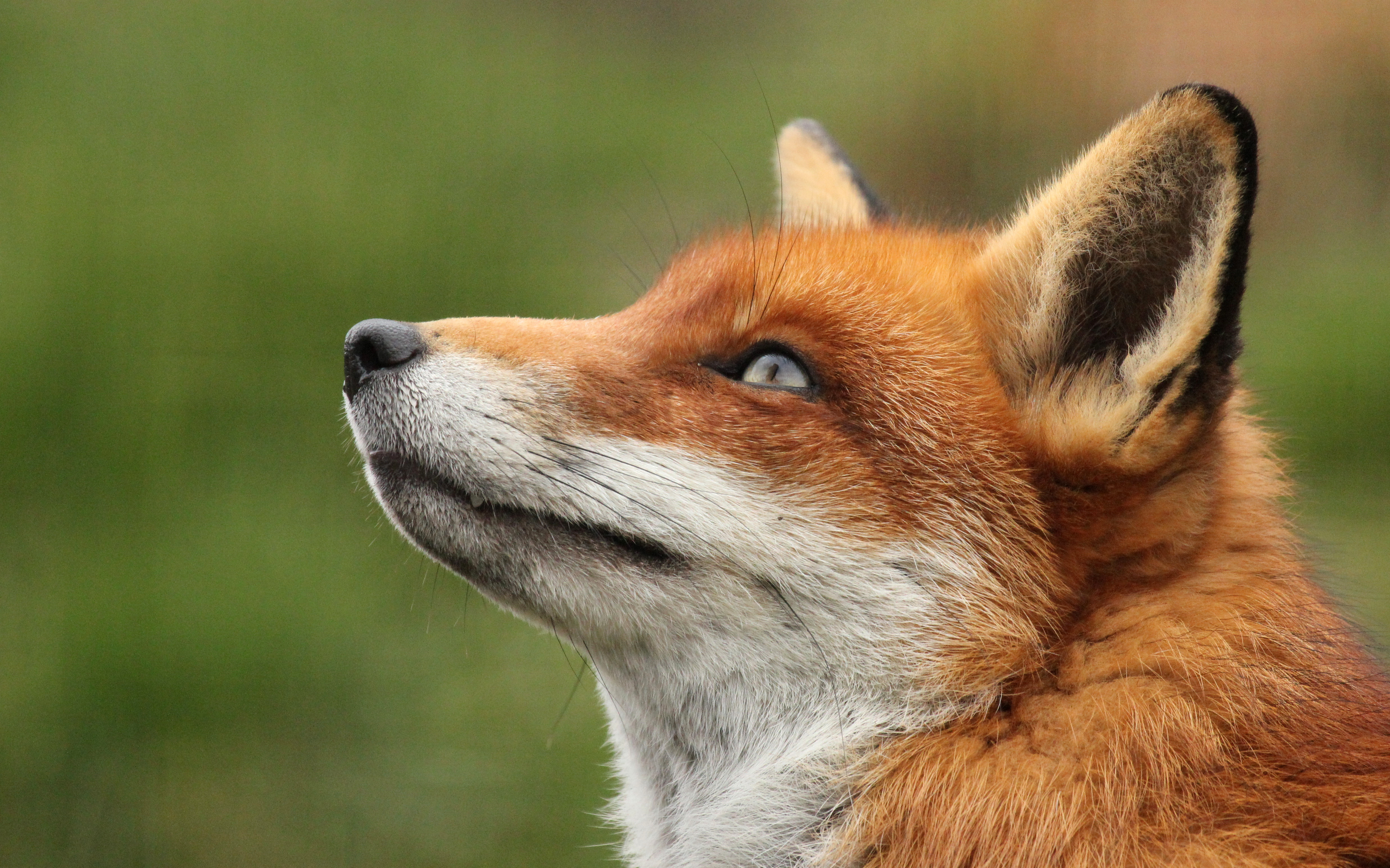 animal, fox Free Background