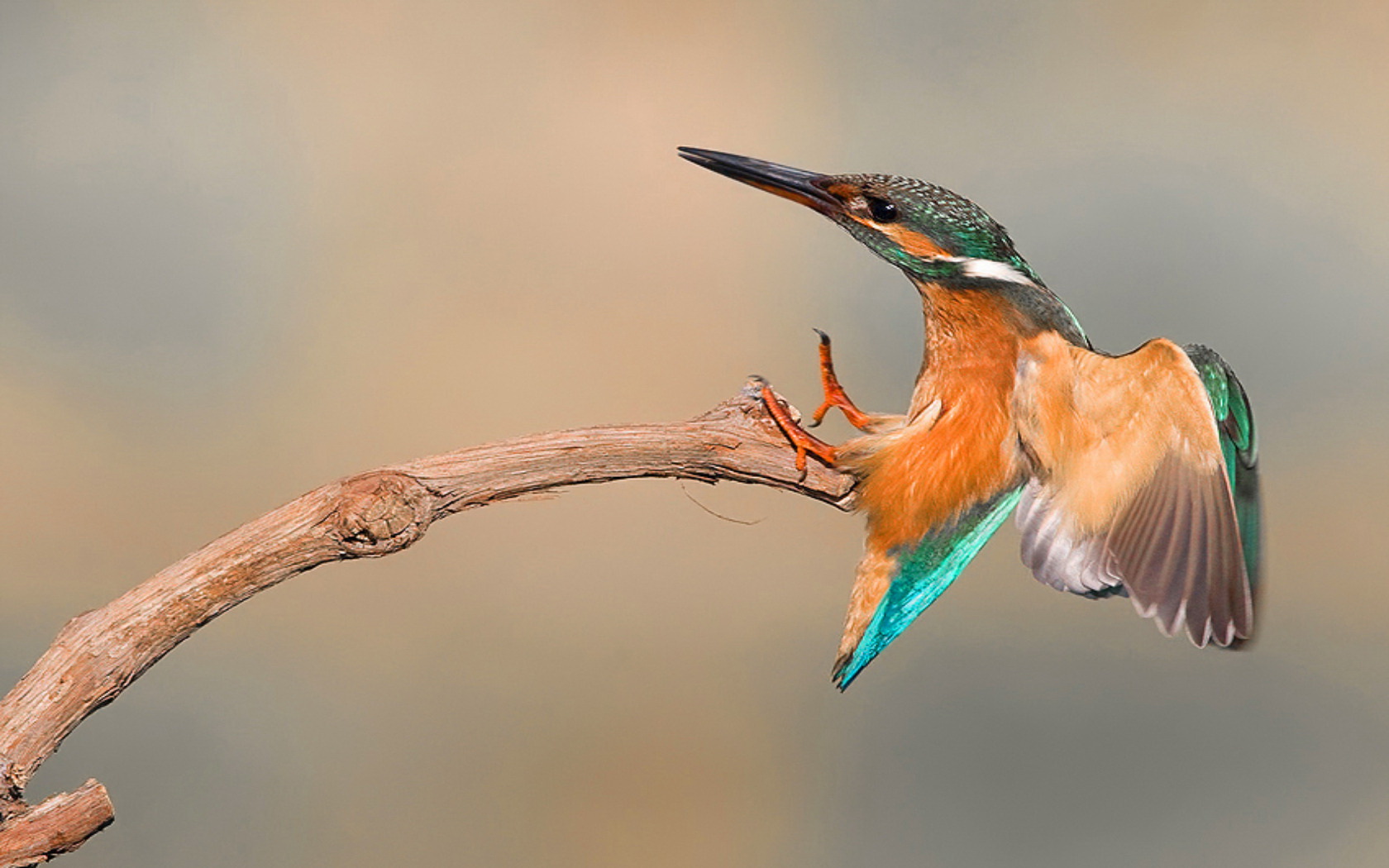 Download mobile wallpaper Birds, Animal, Kingfisher for free.