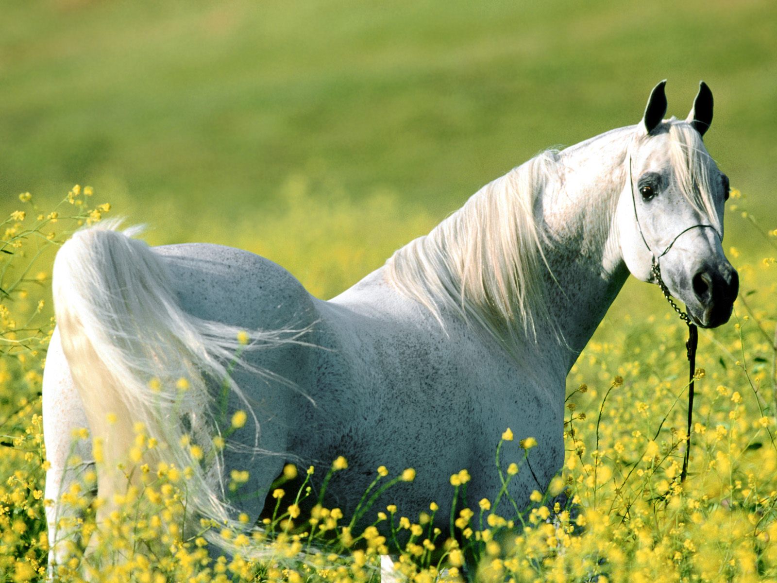 Download mobile wallpaper Animal, Horse for free.