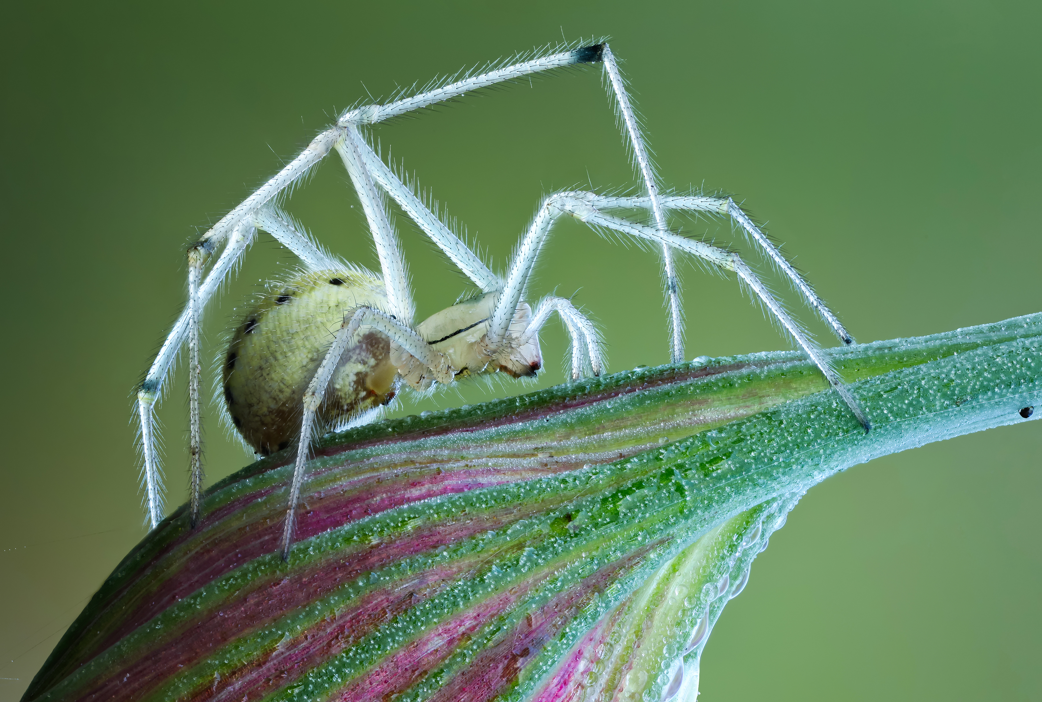 Baixar papel de parede para celular de Aranha, Animais gratuito.