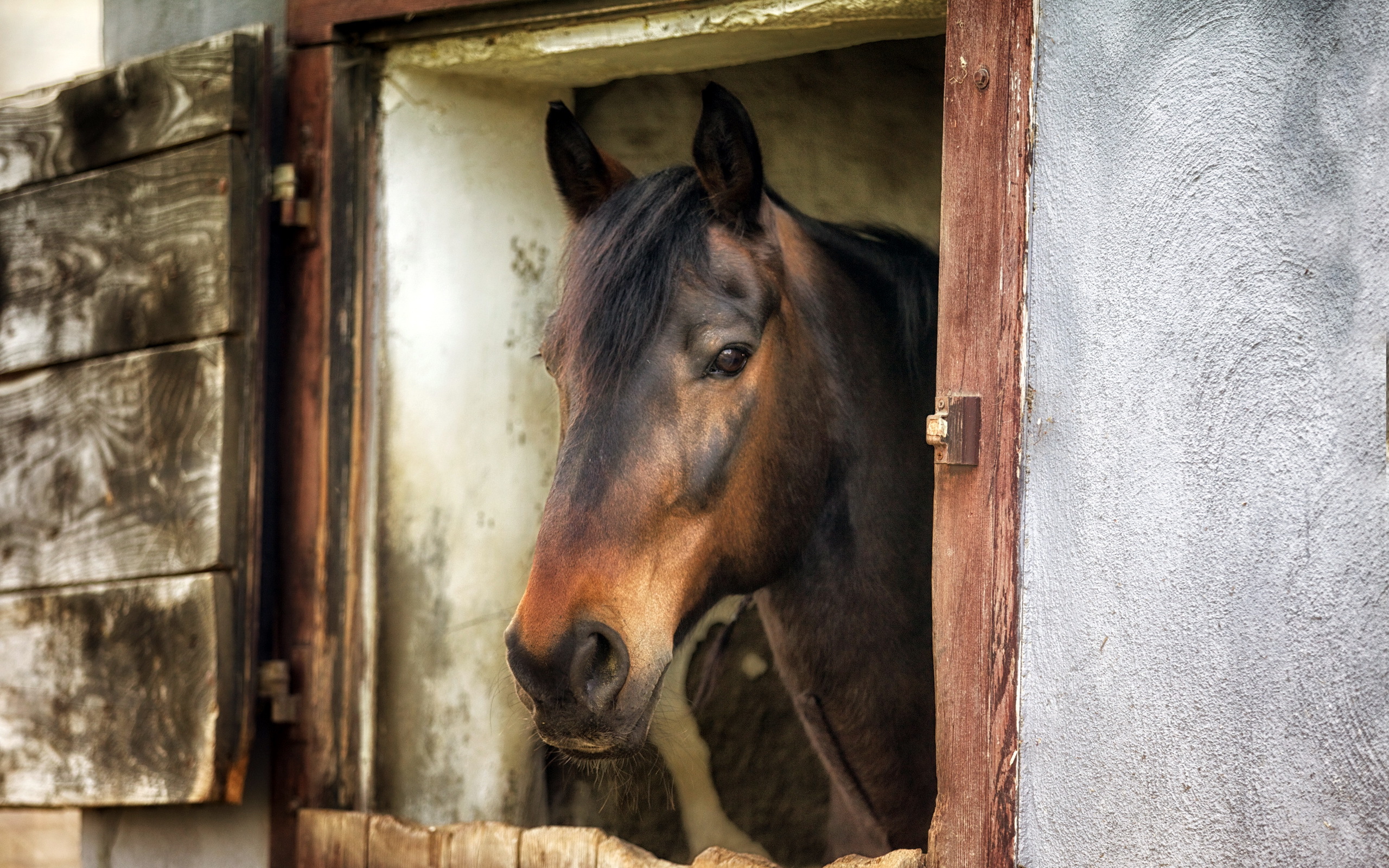 PCデスクトップに動物, 馬画像を無料でダウンロード