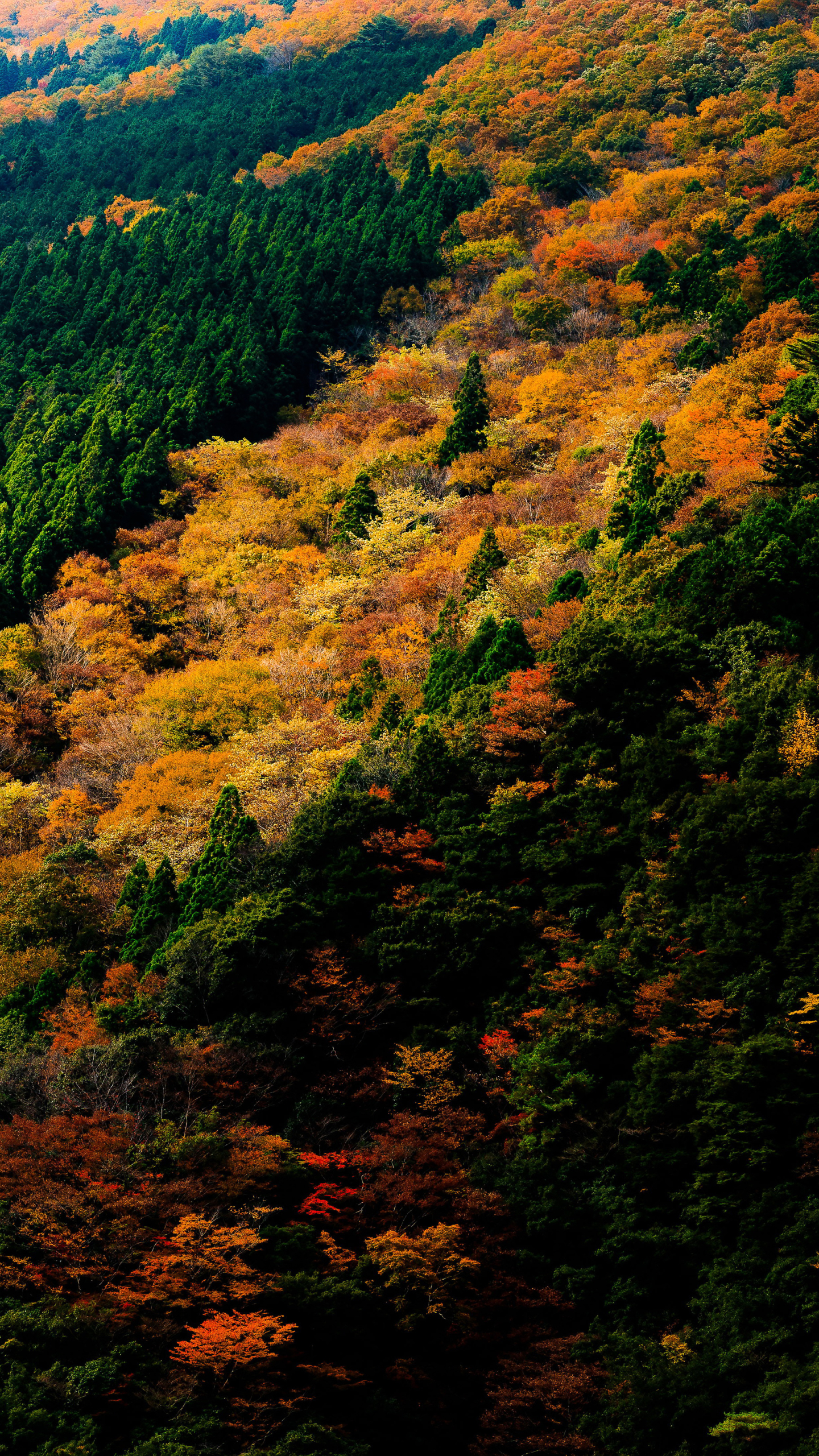 Download mobile wallpaper Nature, Forest, Fall, Earth, Japan for free.