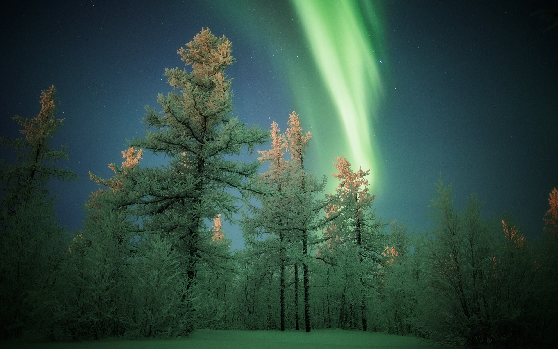 Laden Sie das Winter, Schnee, Wald, Baum, Erde/natur, Nordlicht-Bild kostenlos auf Ihren PC-Desktop herunter