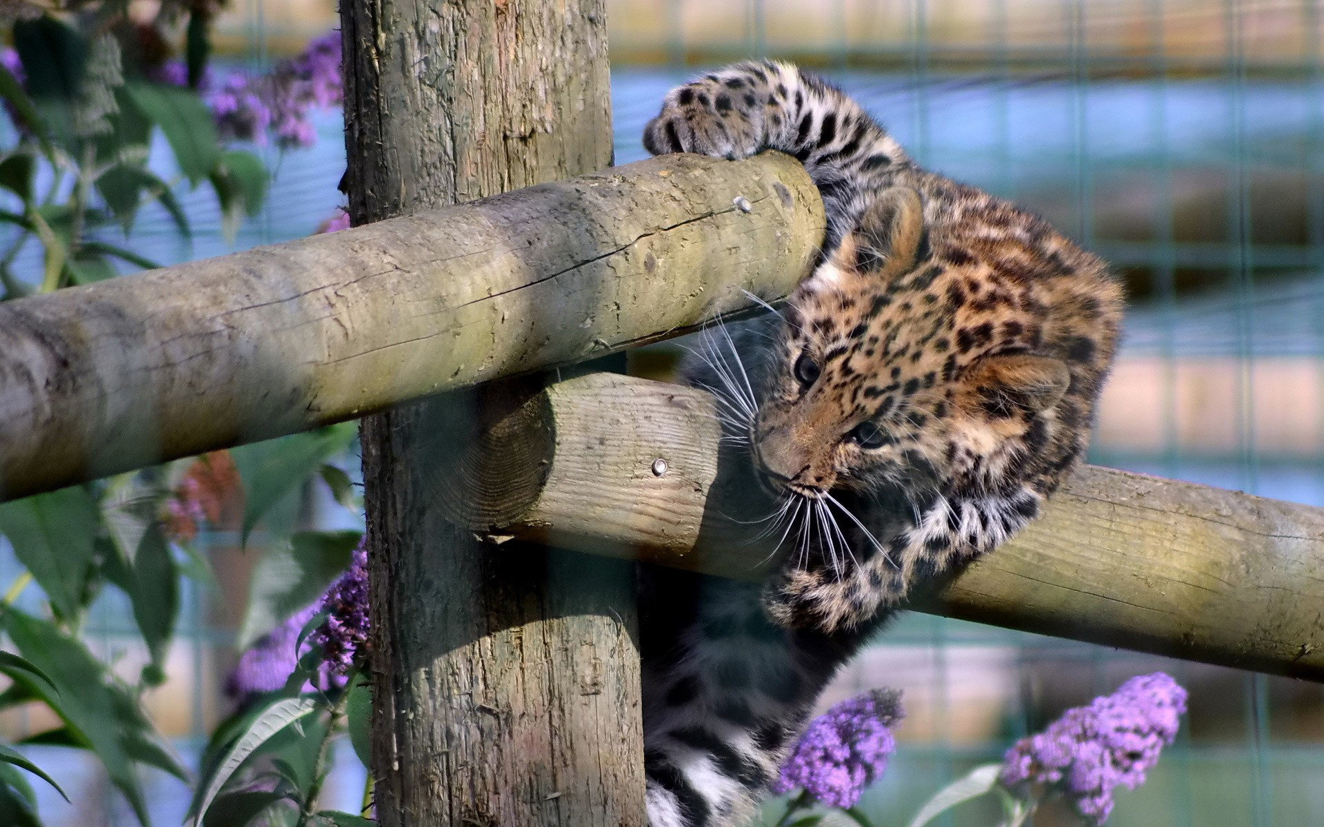 Baixe gratuitamente a imagem Animais, Leopardo na área de trabalho do seu PC