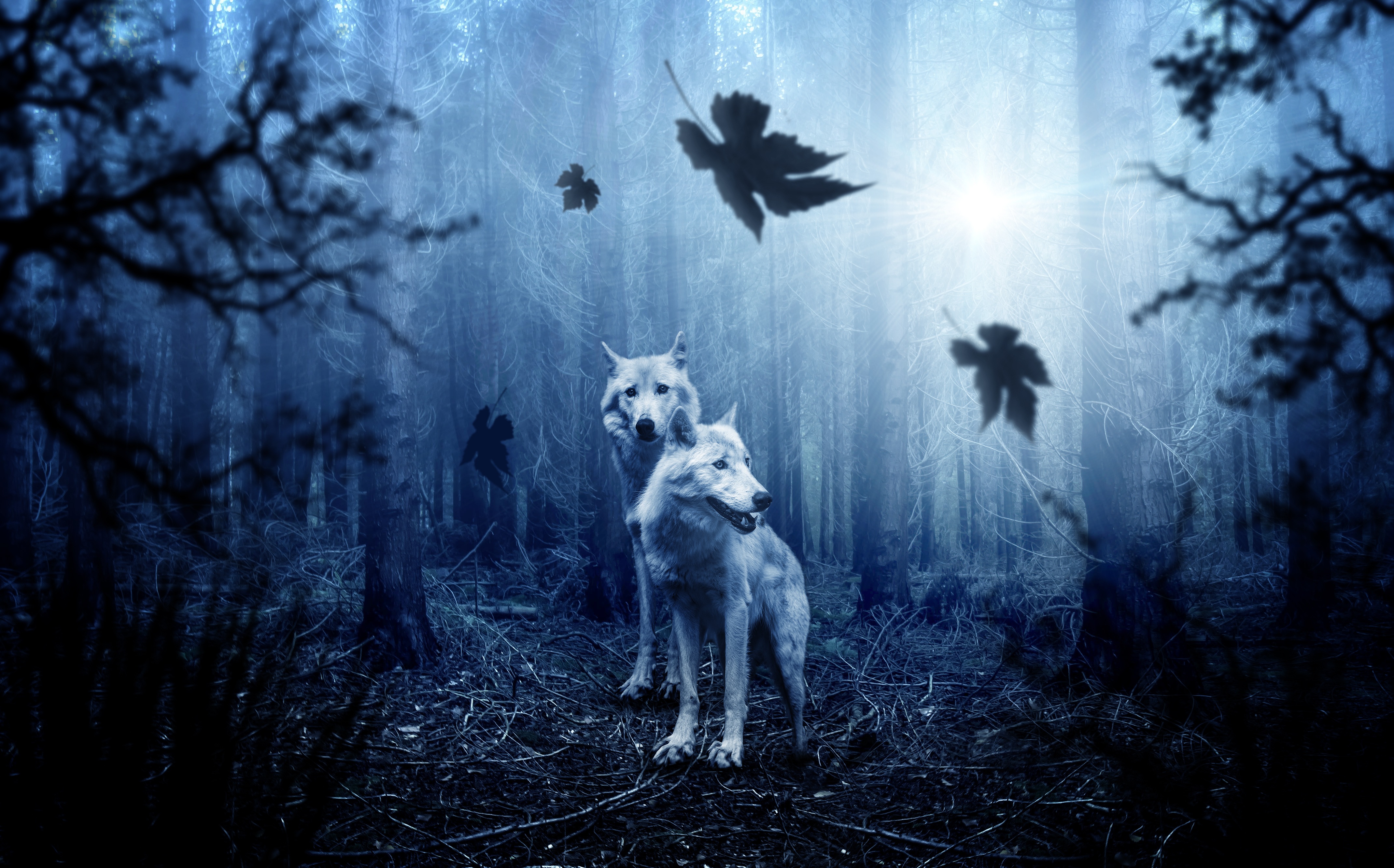 PCデスクトップに動物, オオカミ, 森, 狼画像を無料でダウンロード