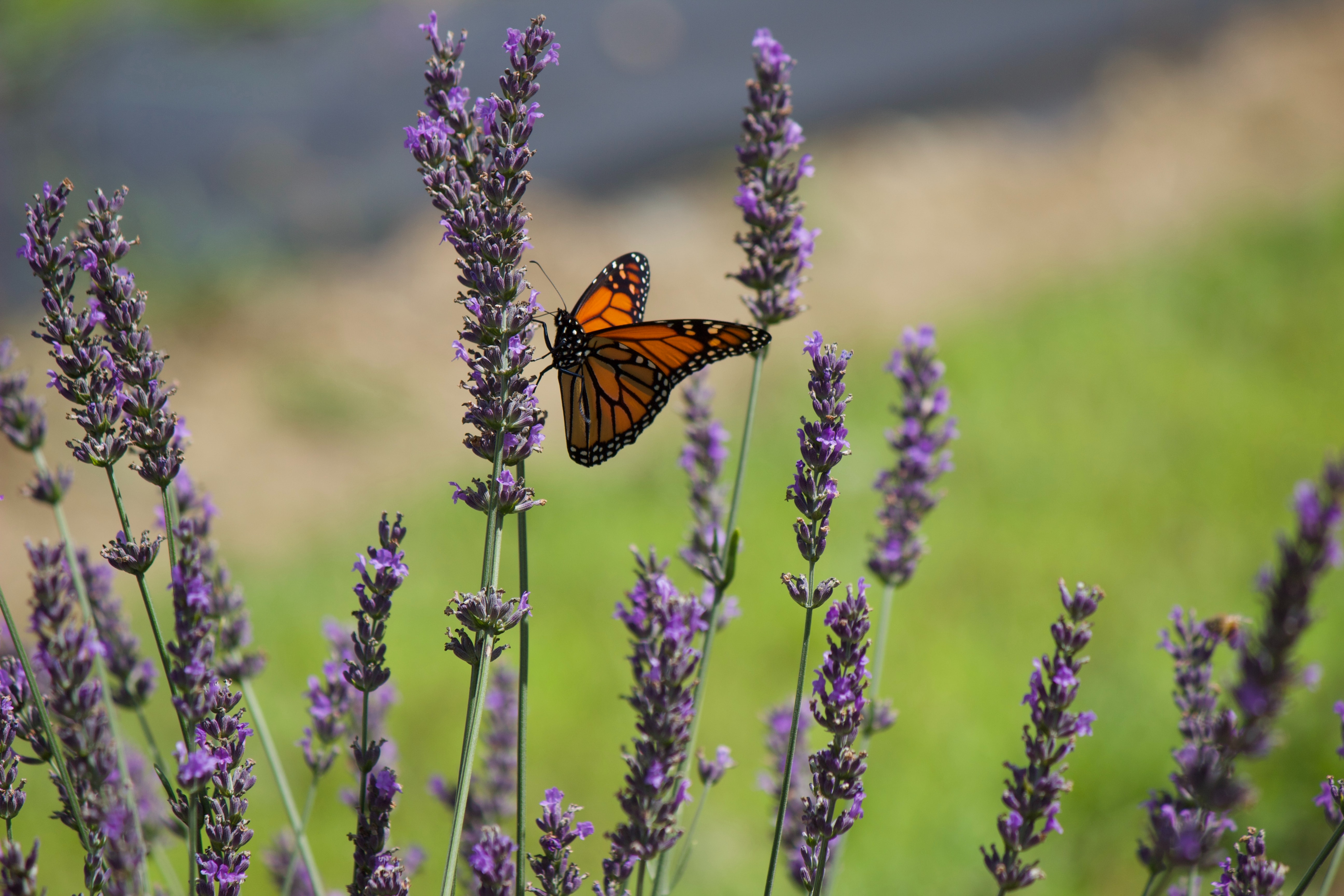 Free download wallpaper Insect, Lavender, Butterfly, Macro, Flowers on your PC desktop