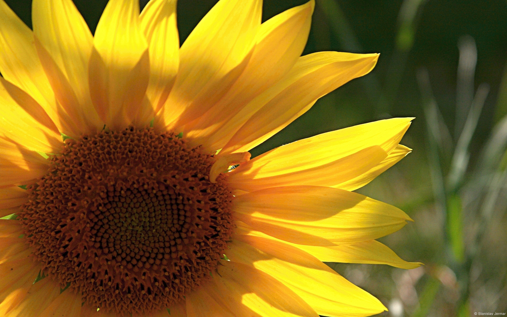 Завантажити шпалери безкоштовно Рослини, Квіти, Соняшники картинка на робочий стіл ПК