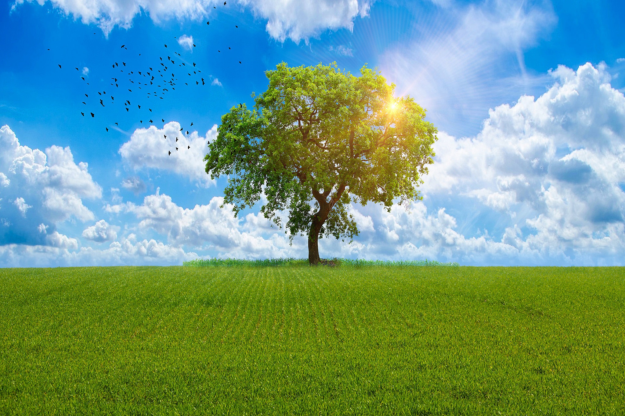 Baixar papel de parede para celular de Natureza, Árvores, Grama, Céu, Árvore, Nuvem, Terra/natureza, Raio Solar, Árvore Solitária gratuito.