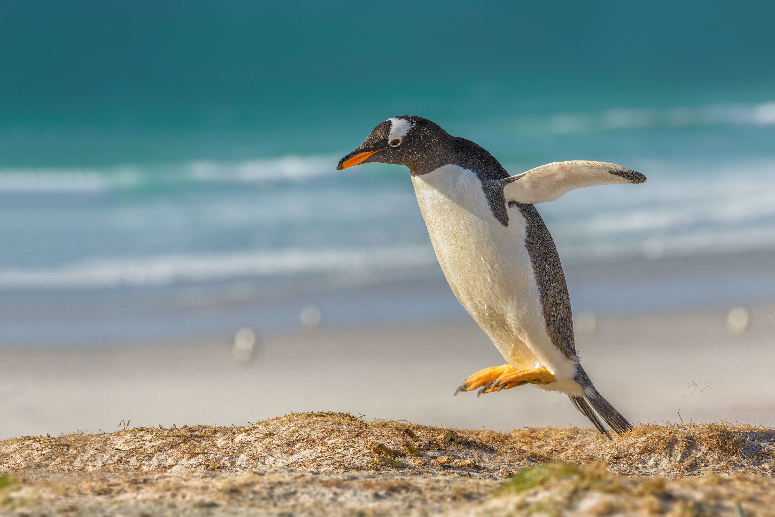 Free download wallpaper Birds, Bird, Animal, Penguin, Depth Of Field on your PC desktop