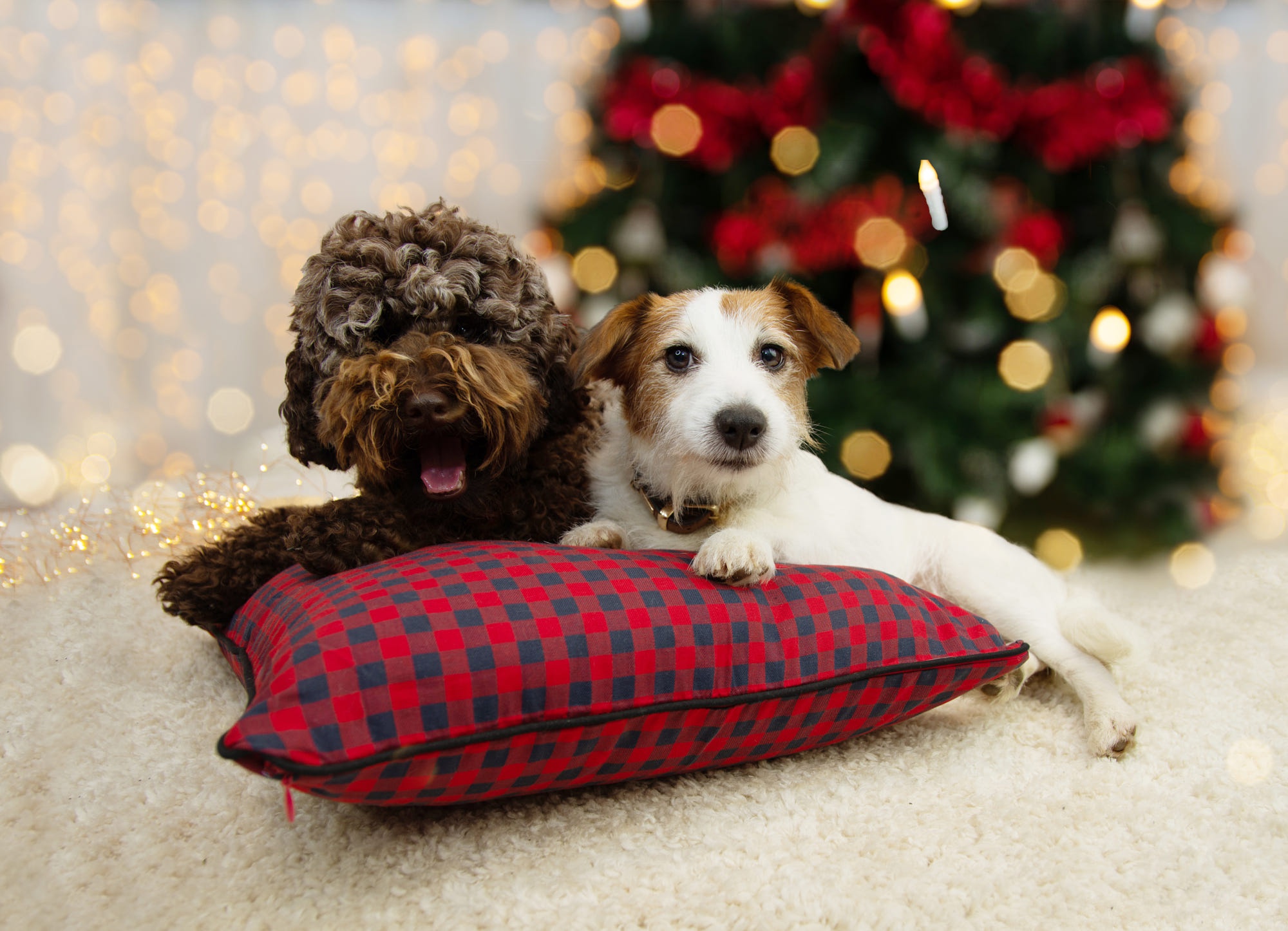 PCデスクトップに動物, 犬, 子犬, 赤ちゃん動物画像を無料でダウンロード