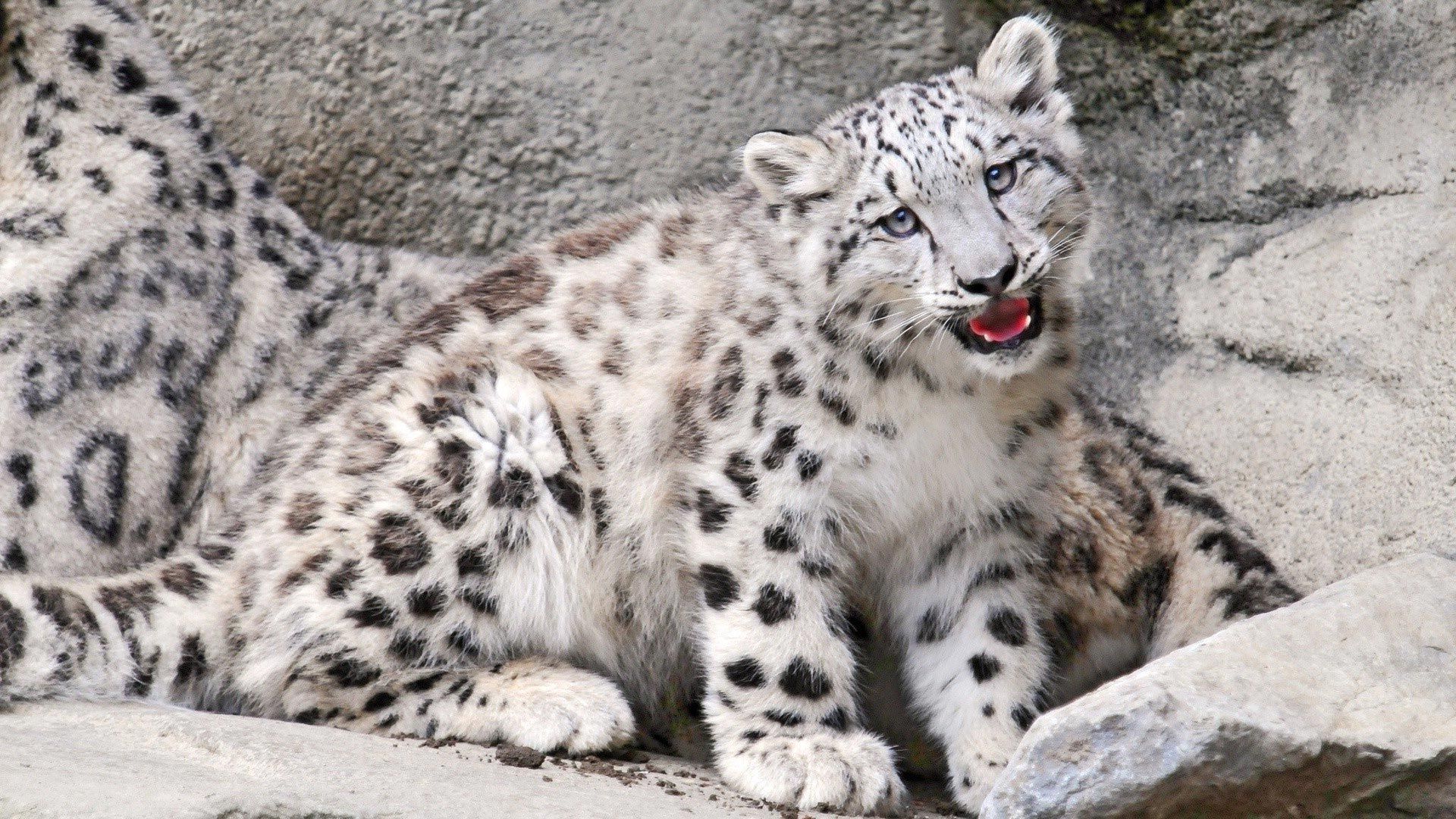 155173 baixar imagens animais, pedras, snow leopard, novo, cair, boca, joey, irbis - papéis de parede e protetores de tela gratuitamente