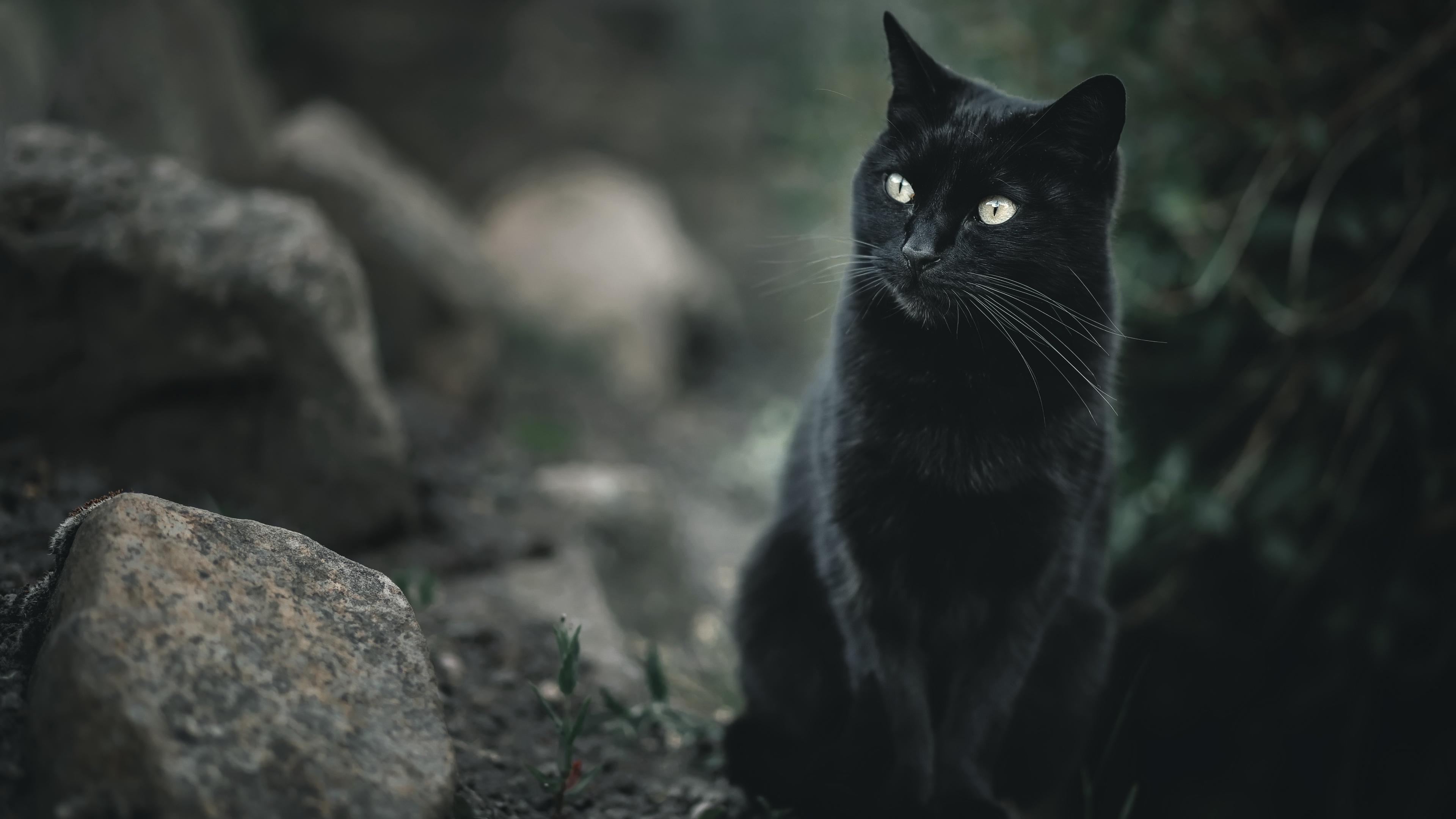 Baixe gratuitamente a imagem Animais, Gatos, Gato na área de trabalho do seu PC