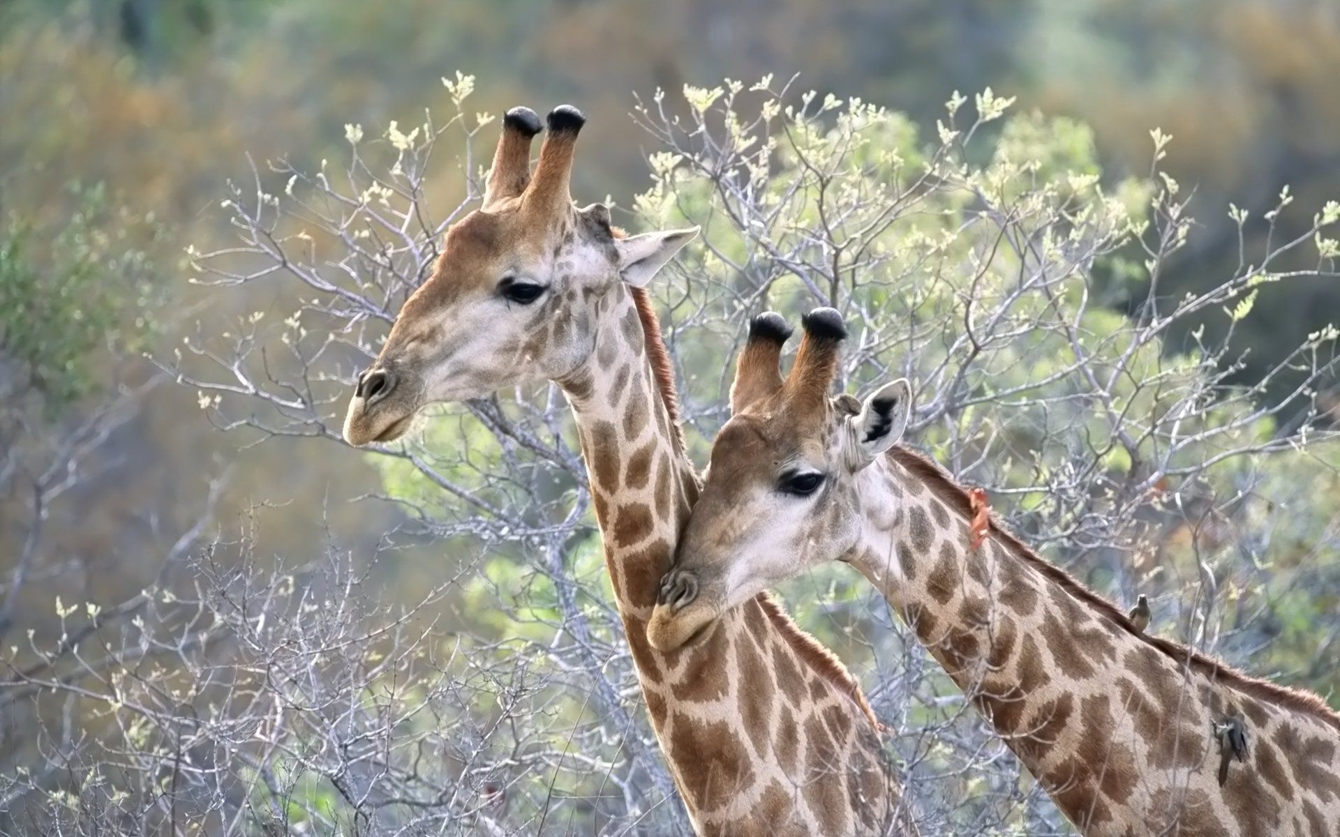 animals, trees, grass, giraffes, couple, pair