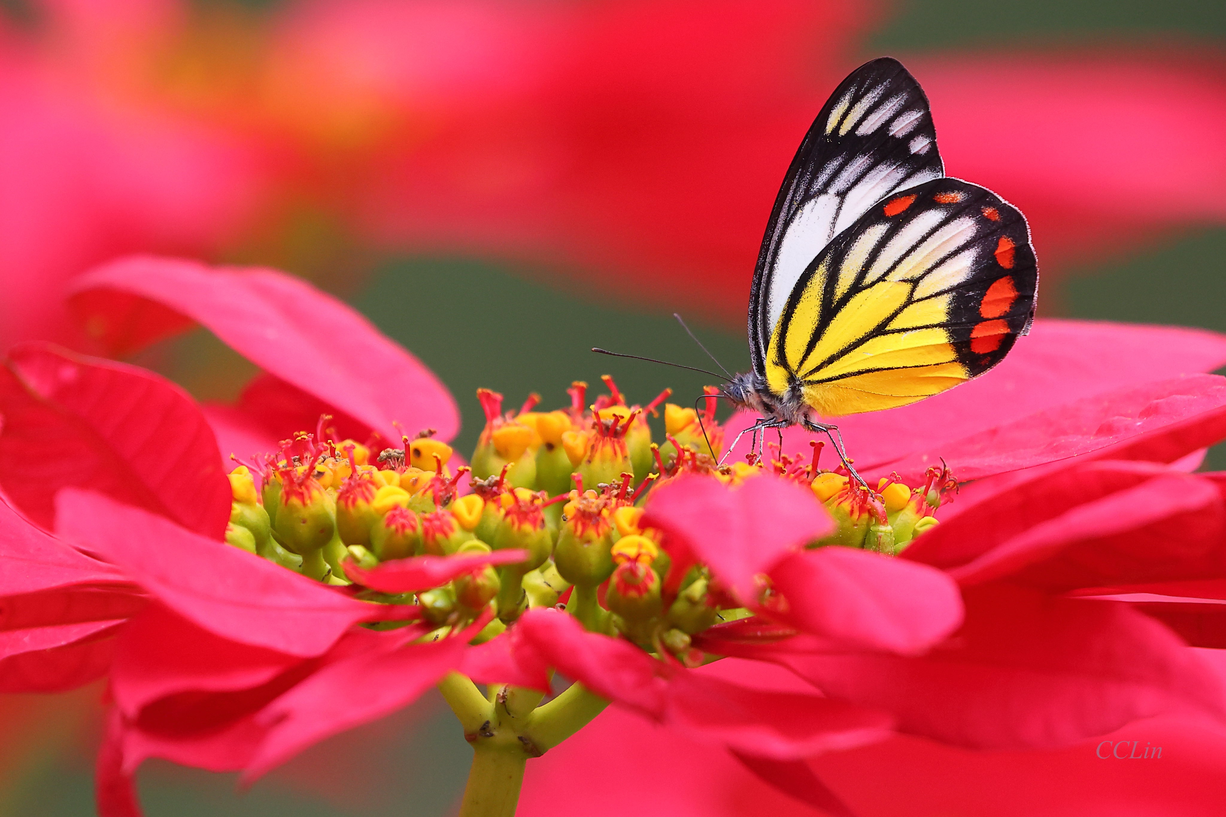 Free download wallpaper Flower, Macro, Insect, Butterfly, Animal on your PC desktop