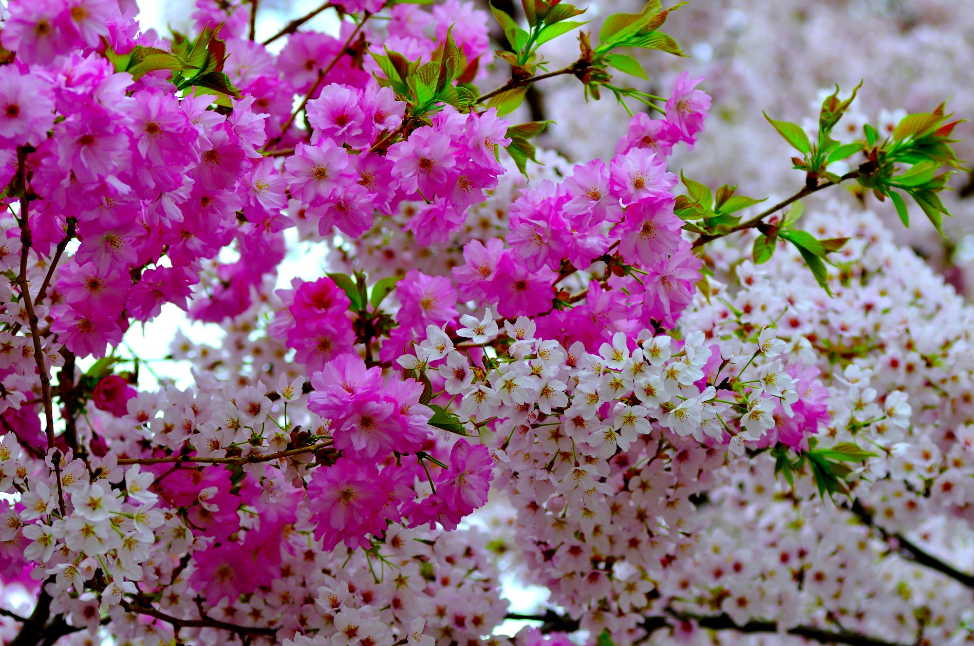Handy-Wallpaper Blumen, Ast, Blüte, Weiße Blume, Erde/natur, Pinke Blume kostenlos herunterladen.