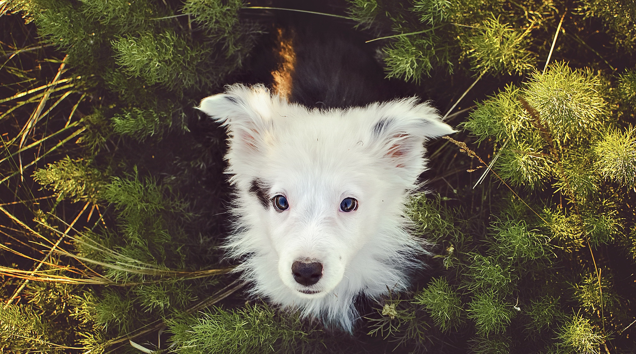 Laden Sie das Tiere, Hunde, Hund, Schnauze, Starren-Bild kostenlos auf Ihren PC-Desktop herunter