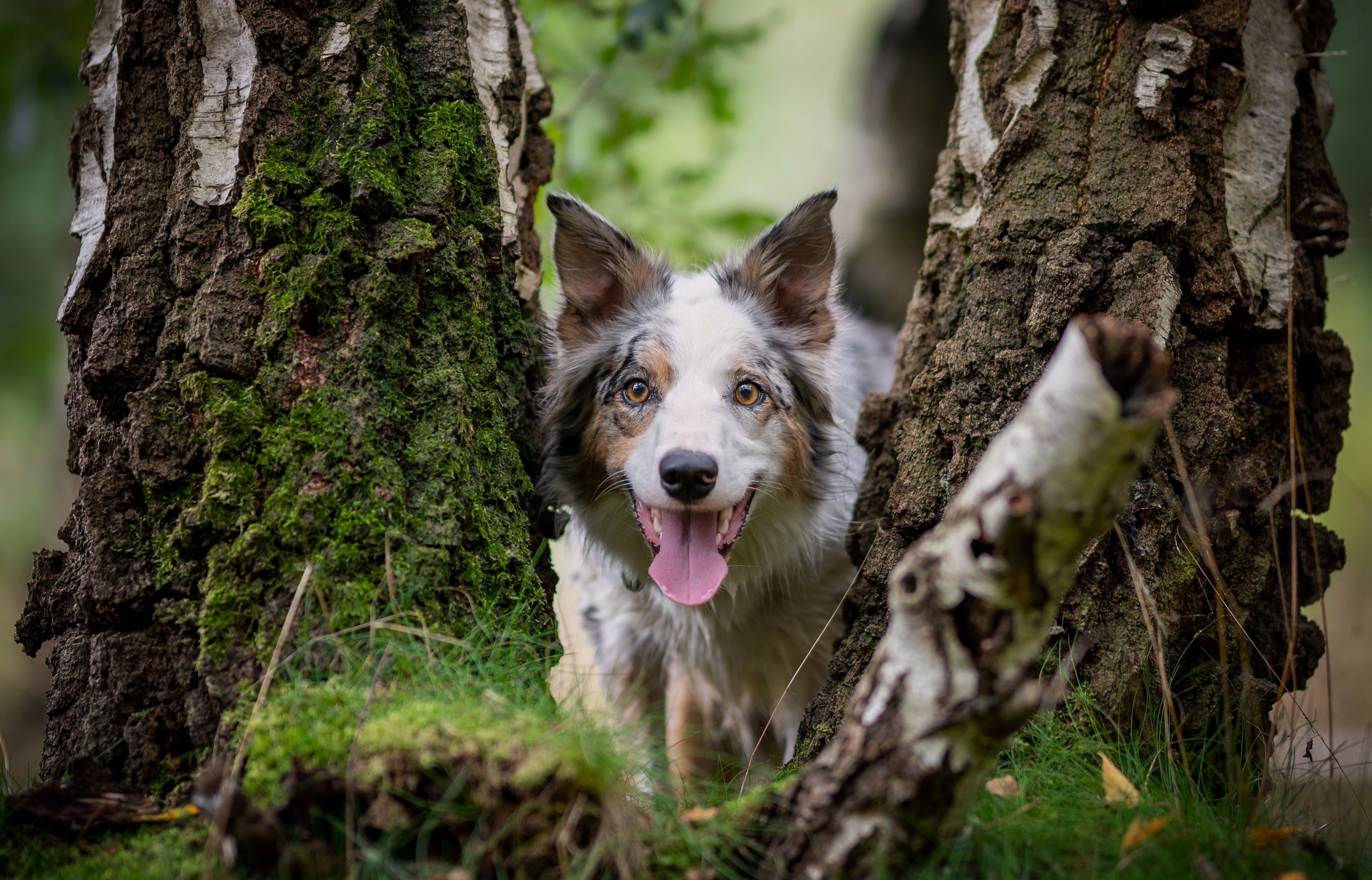 Téléchargez gratuitement l'image Animaux, Chiens, Chien, Regard sur le bureau de votre PC