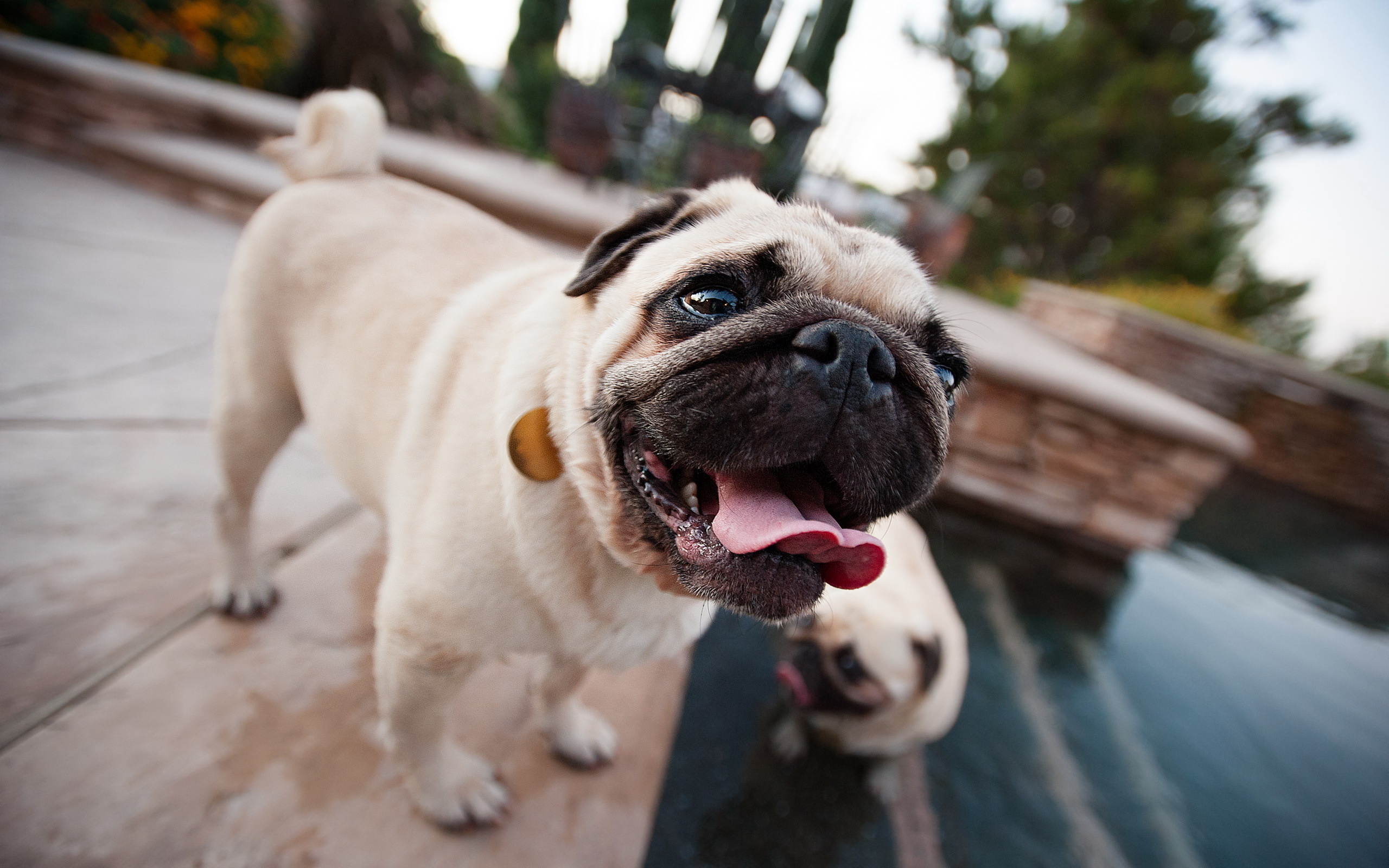 Laden Sie das Tiere, Hunde, Hund, Süß, Lächeln-Bild kostenlos auf Ihren PC-Desktop herunter