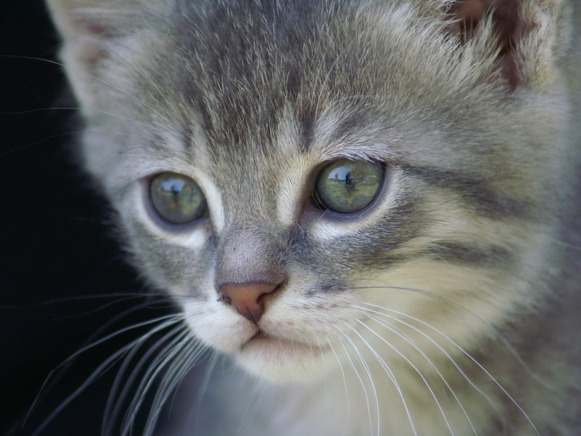 PCデスクトップに動物, 銃口, 毛皮, 灰色, キティ, 子猫画像を無料でダウンロード
