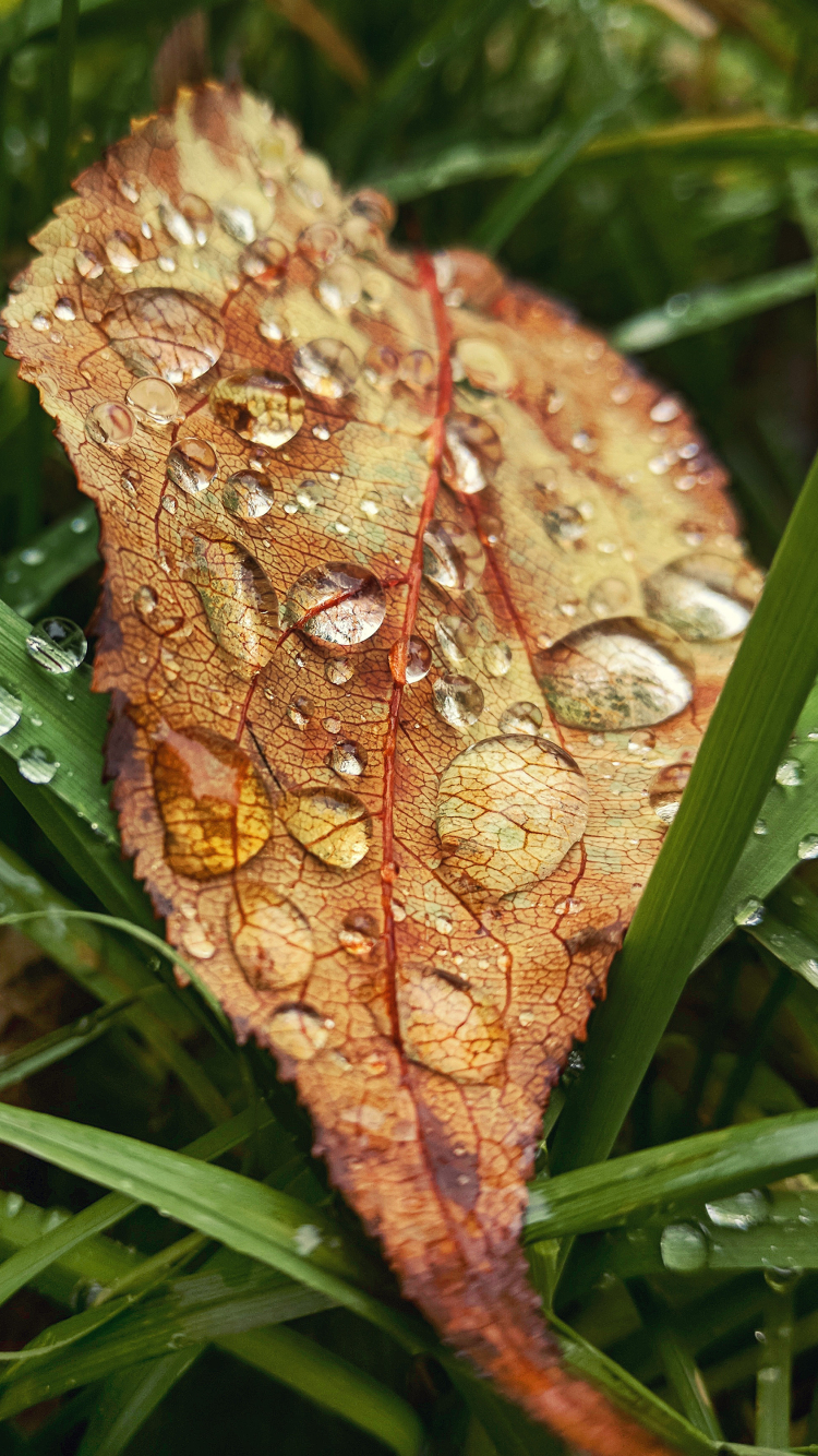 Download mobile wallpaper Grass, Macro, Leaf, Earth, Water Drop for free.