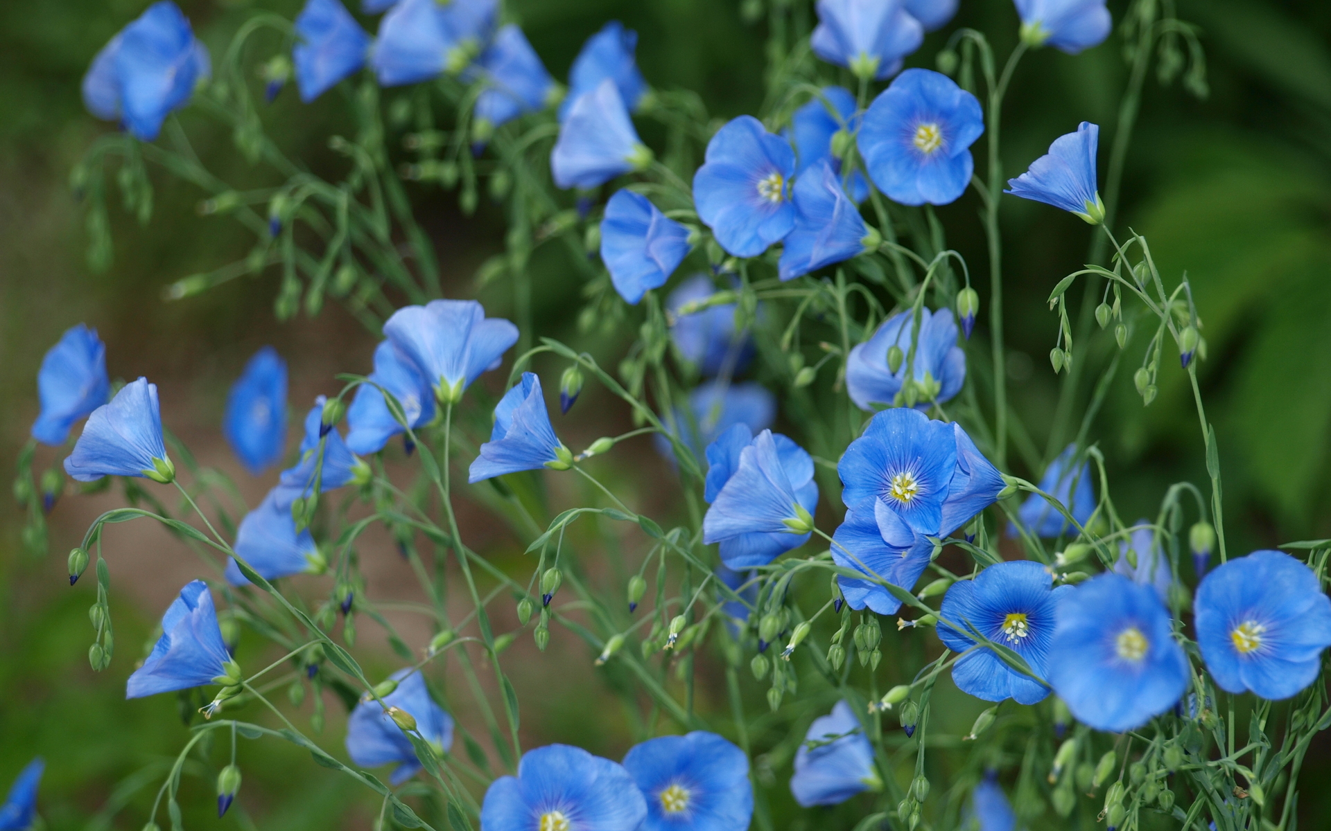 Descarga gratuita de fondo de pantalla para móvil de Flores, Flor, Tierra/naturaleza.