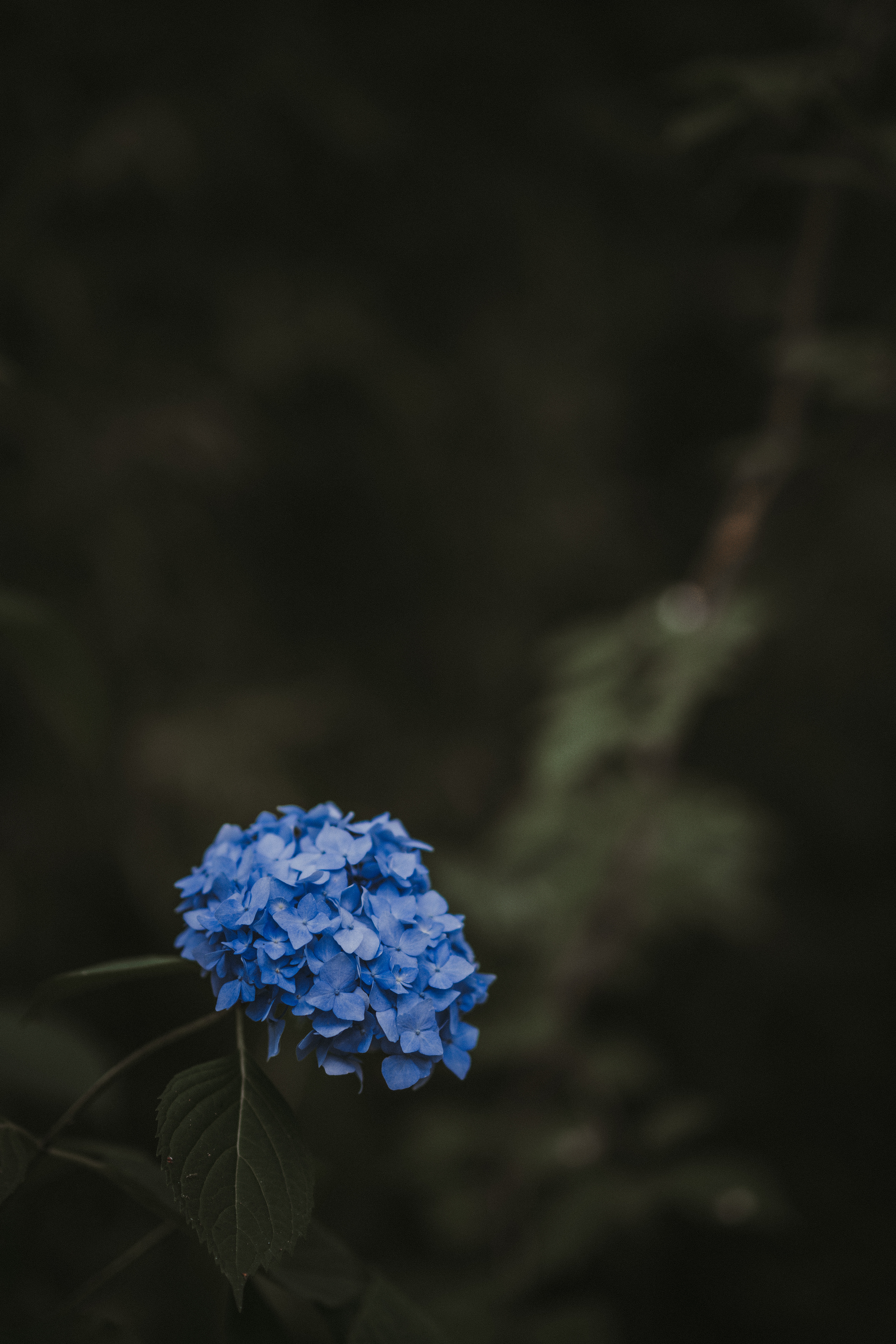 hydrangea, leaves, smooth, flowers, blue, blur, inflorescences, inflorescence