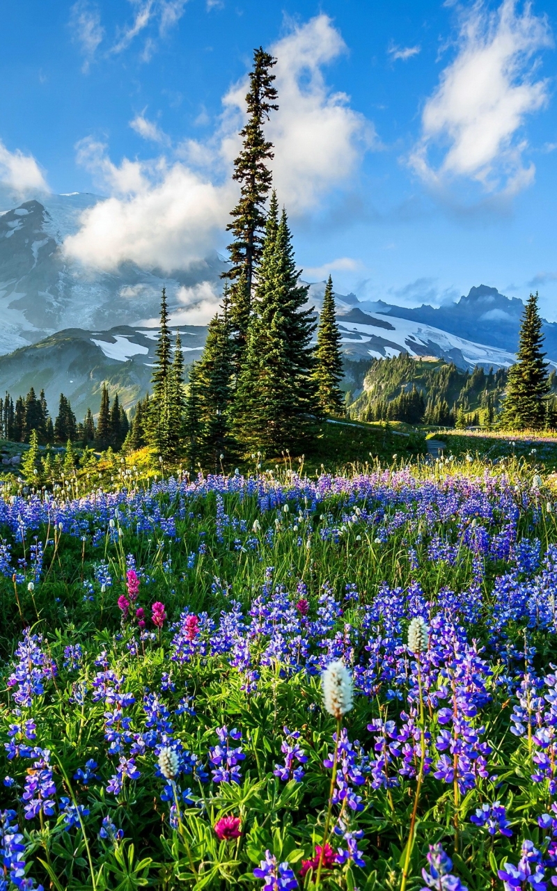 Download mobile wallpaper Mountains, Flower, Earth, Field, Lupine, Purple Flower, Mount Rainier for free.