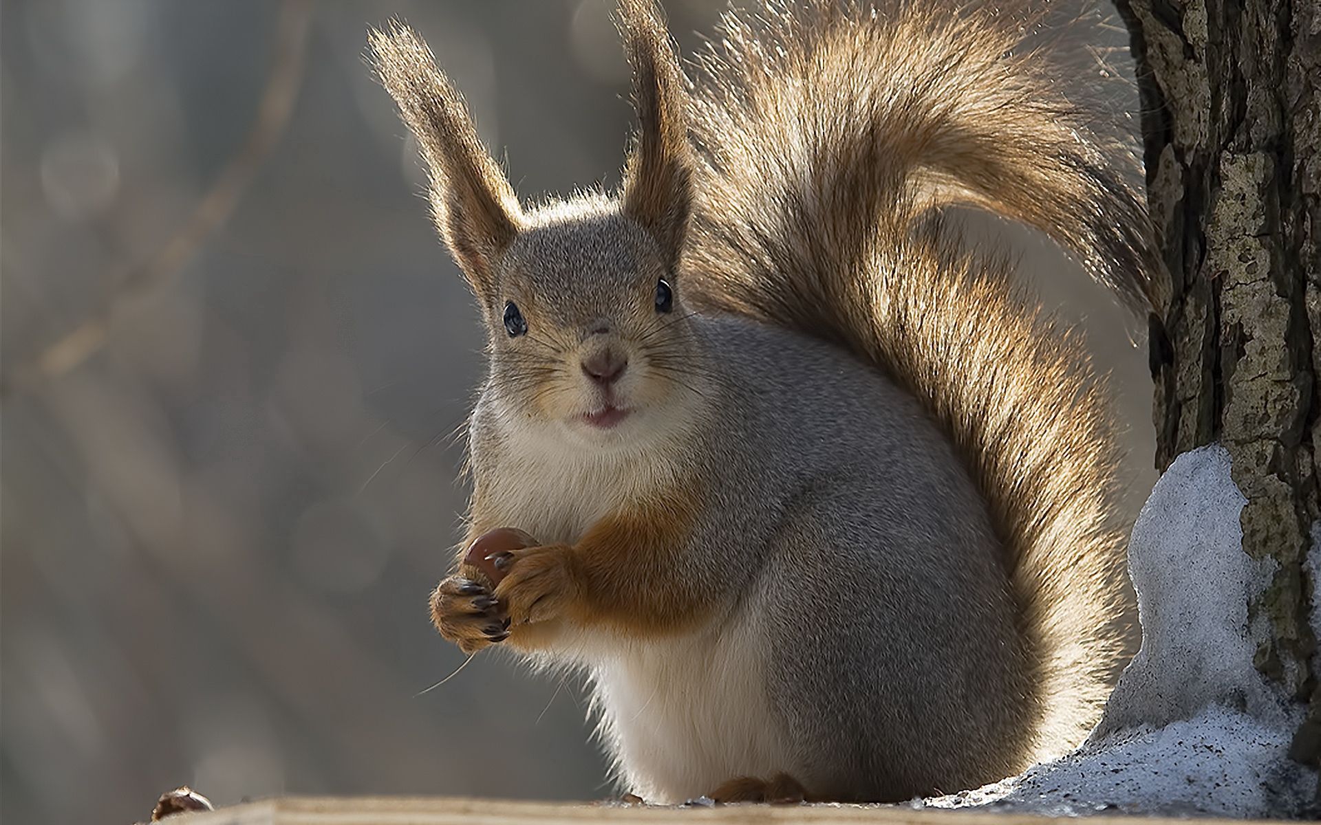 squirrel, animals, winter, tail cellphone