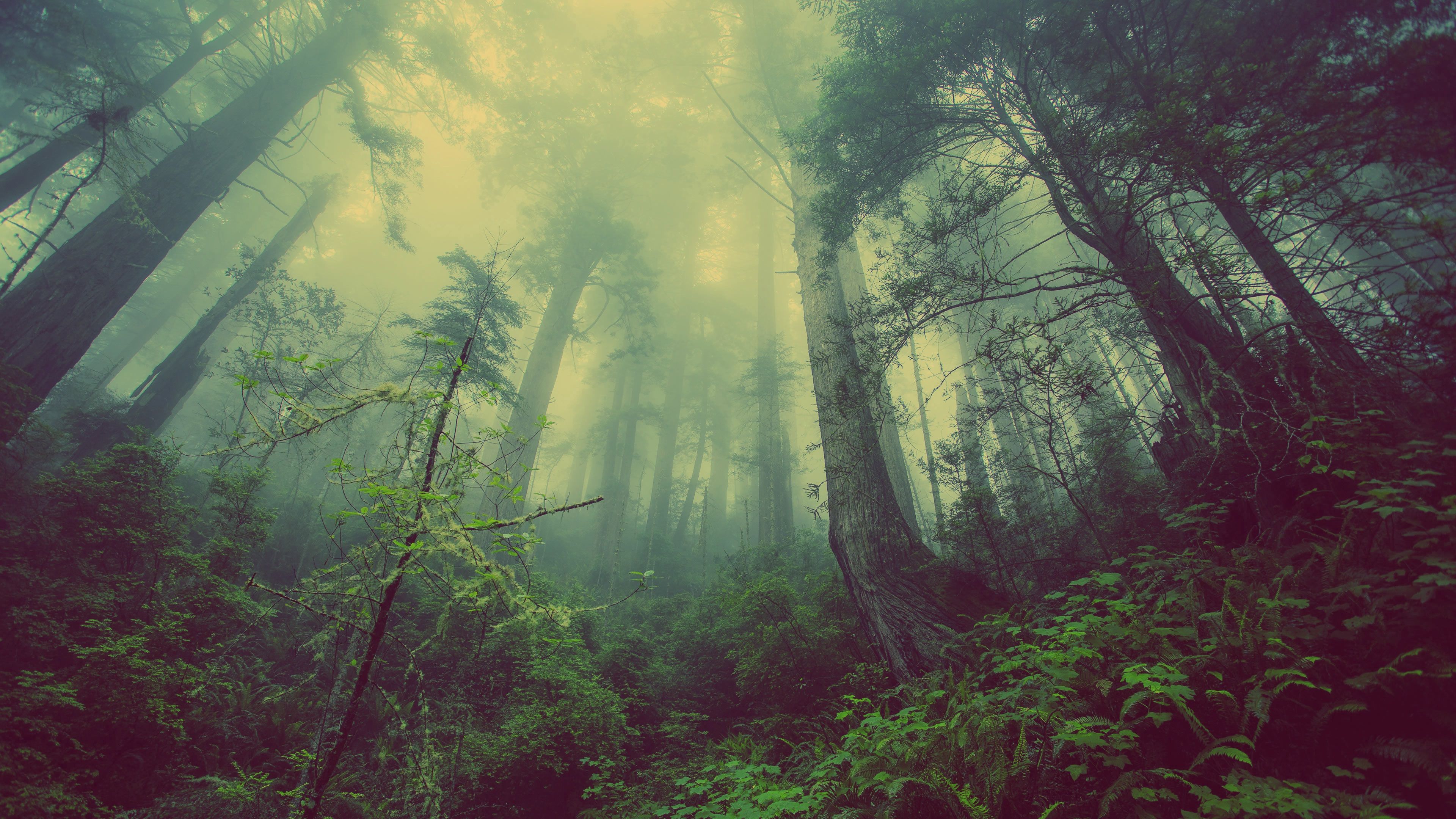 63495壁紙のダウンロード神秘的, 自然, 木, 森林, 森, 霧, ミスティック-スクリーンセーバーと写真を無料で